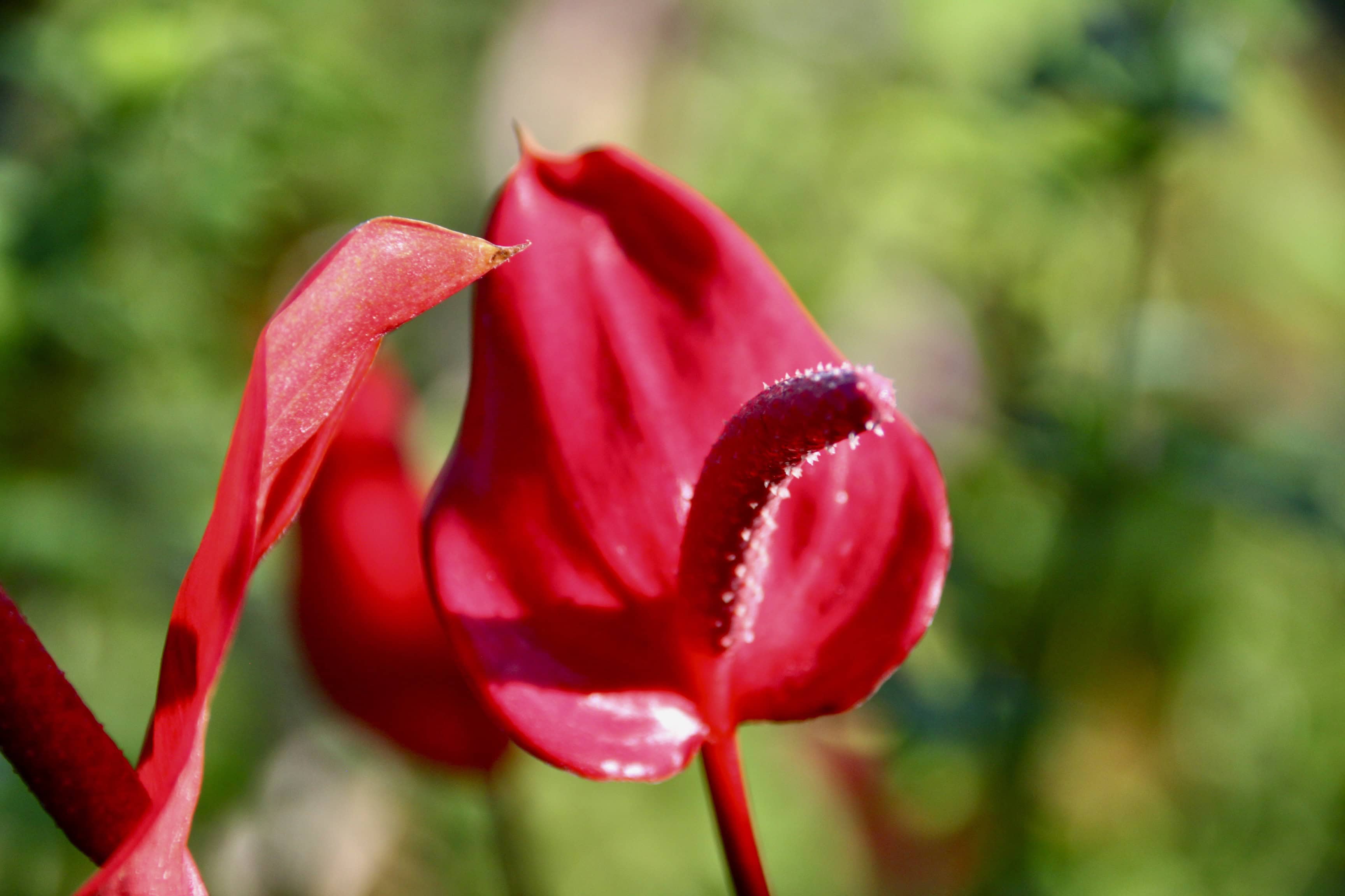Red Anthurium by Jez Braithwaite