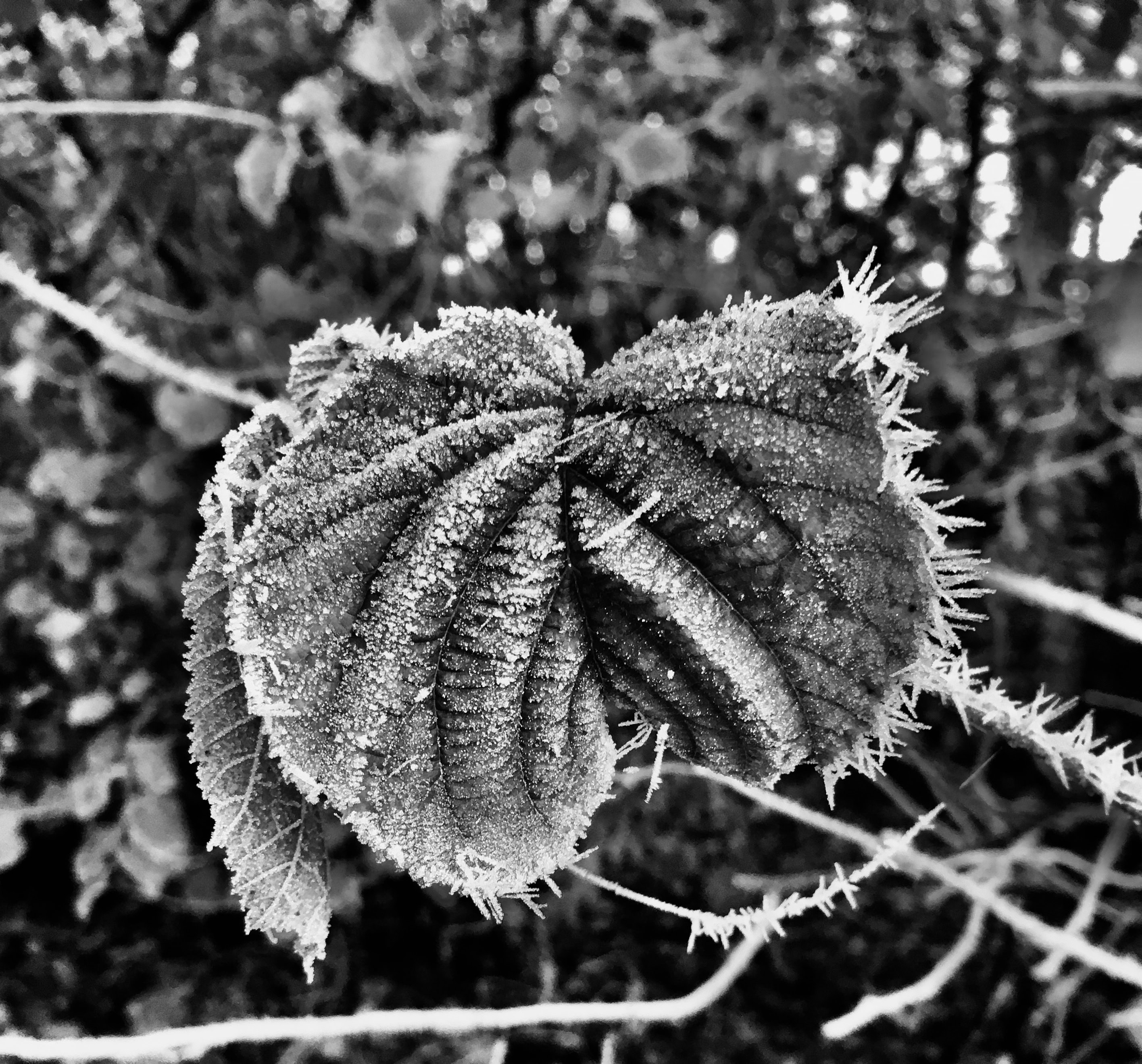 Icy Leaf in noir by Jez Braithwaite