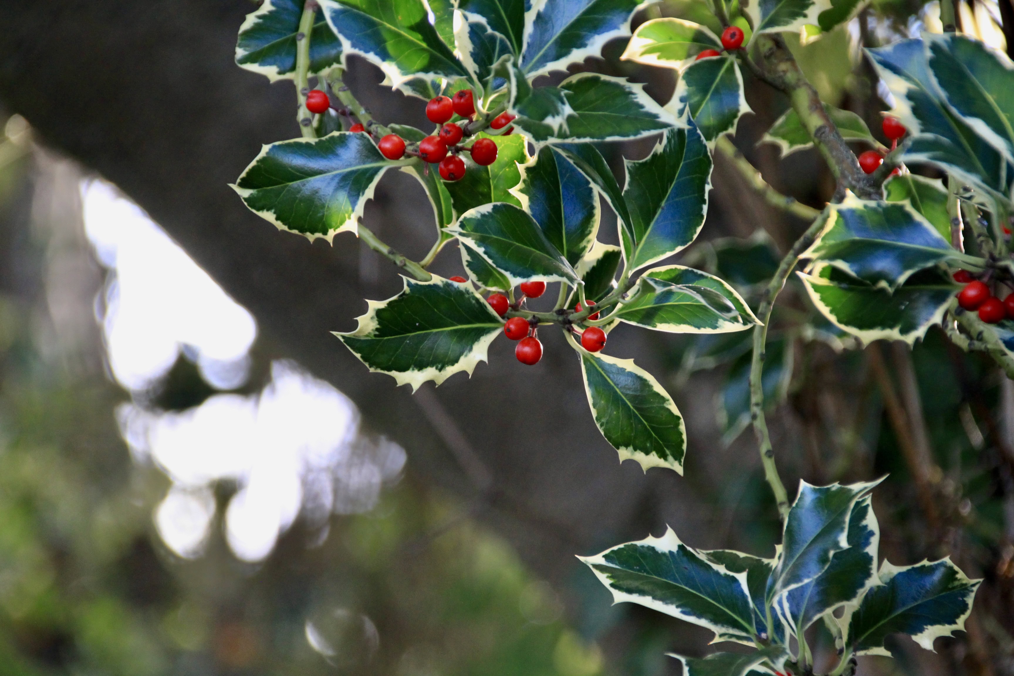 Holly leafs and berries by Jez Braithwaite