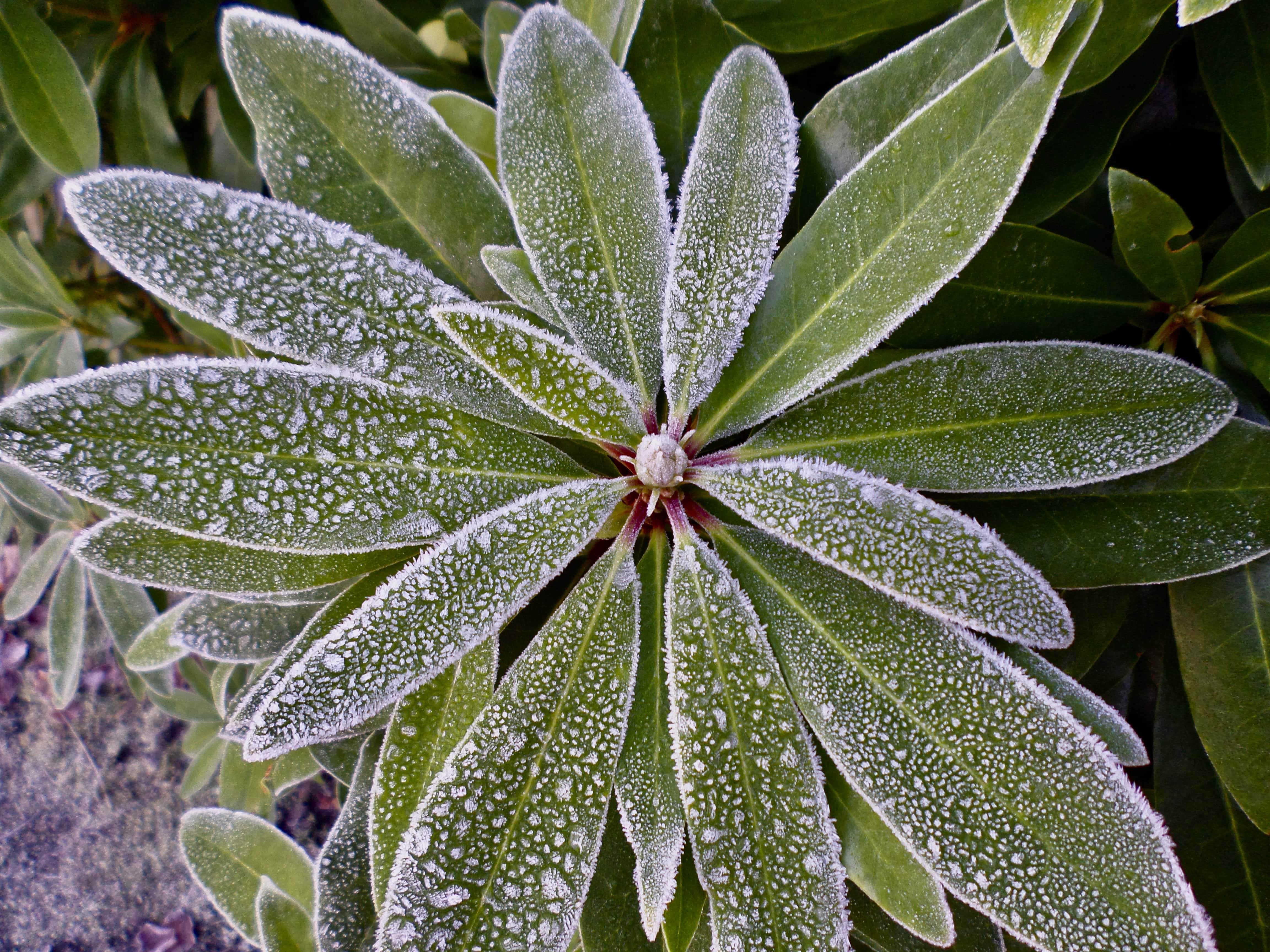 Icy rhododendron leafs by Jez Braithwaite