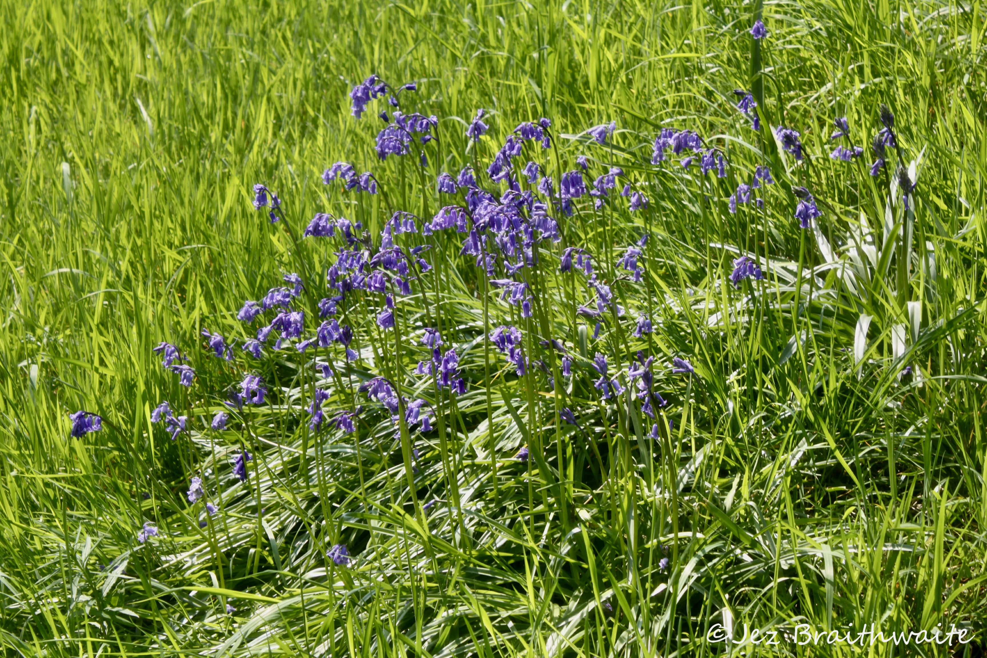 Harebells by Jez Braithwaite