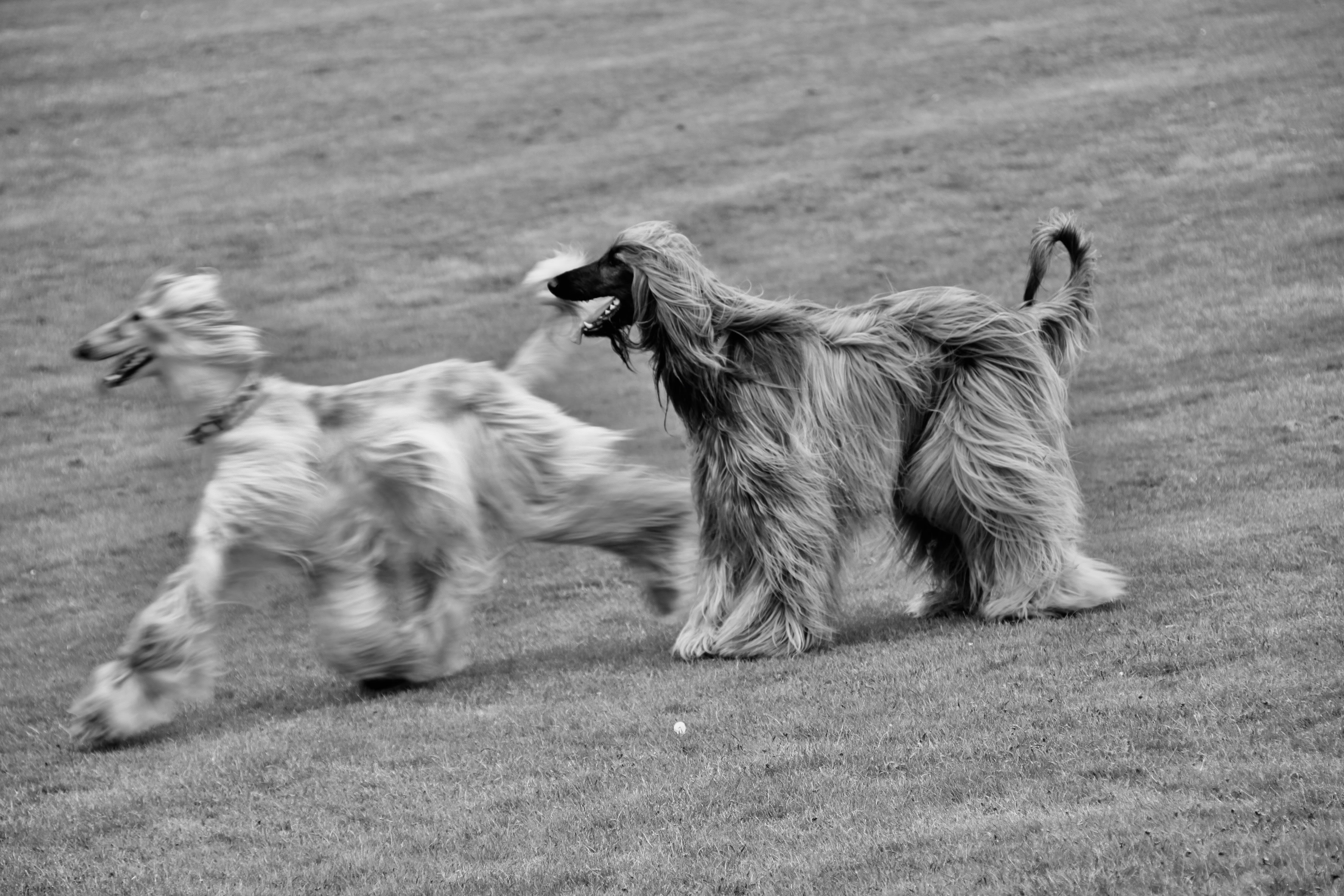 Two Cute — Cees Black and White Challenge
