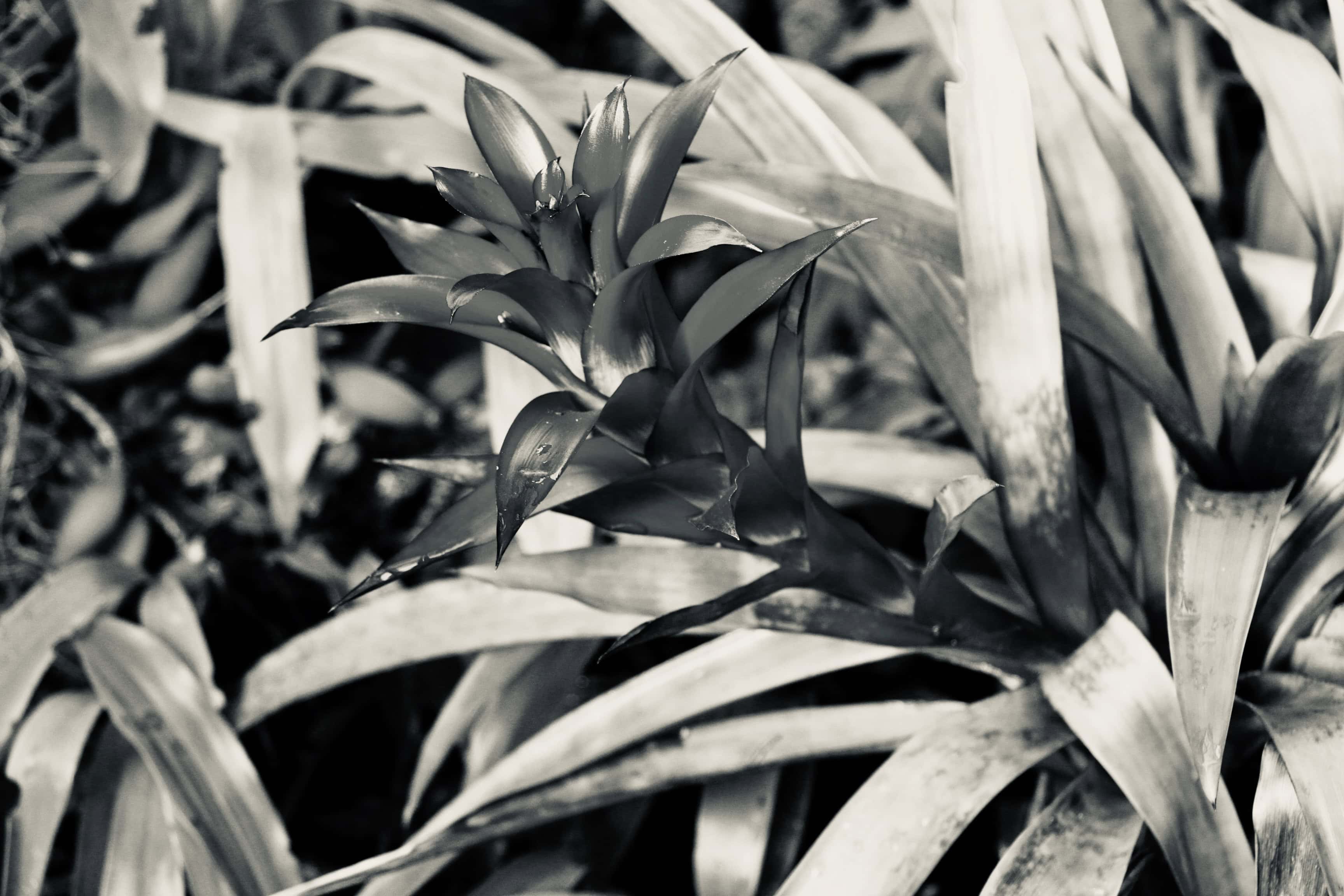 Bromelia in silvertone by Jez Braithwaite