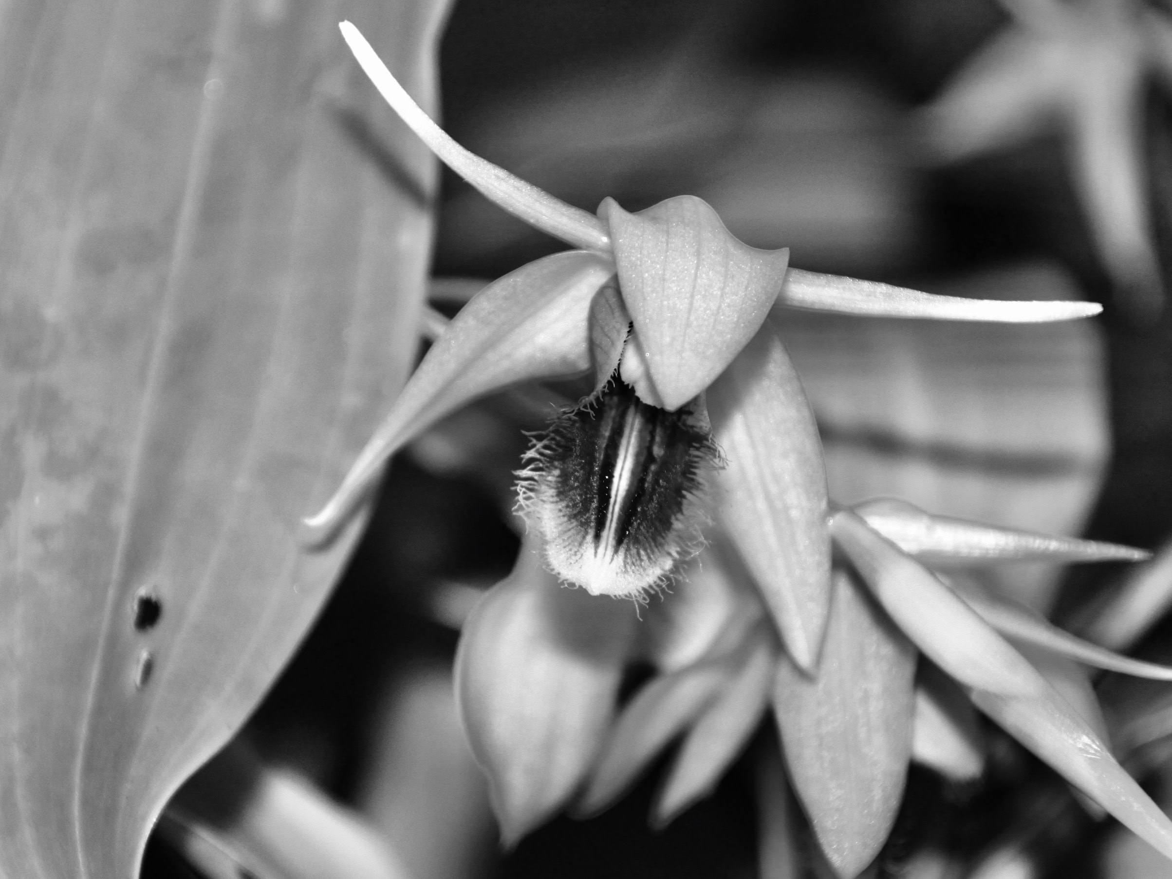 Orchid in mono by Jez Braithwaite