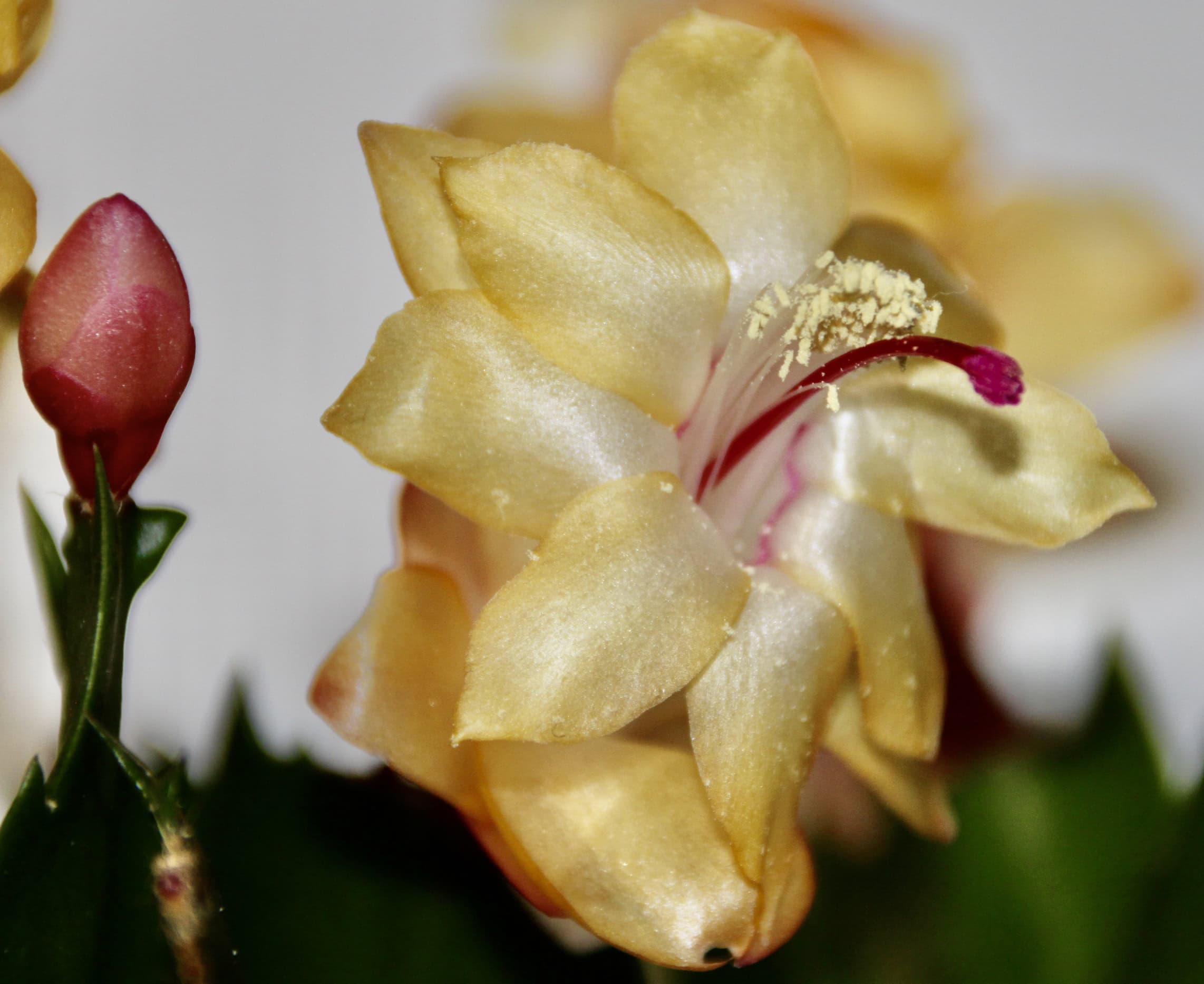 Cactus flower by Jez Braithwaite