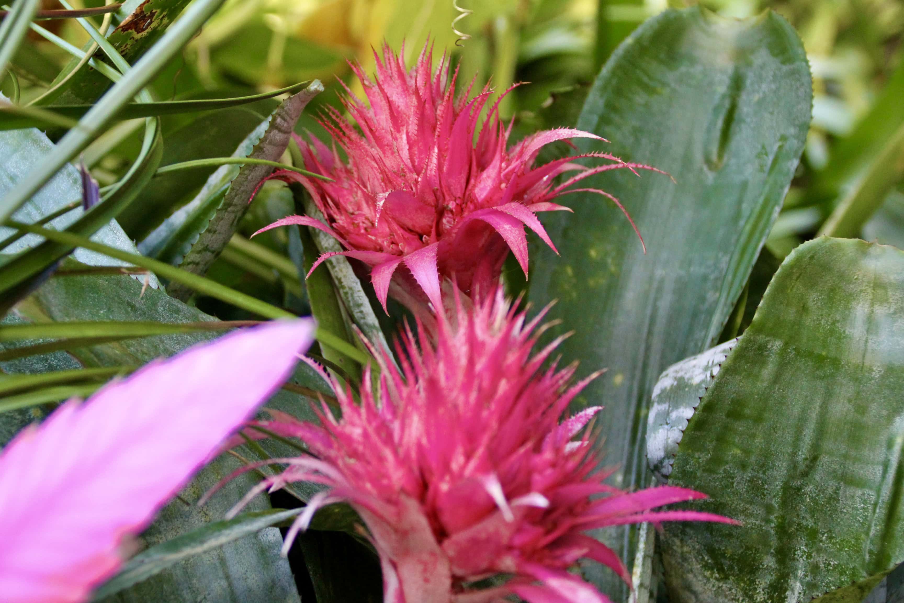 Bromelia by Jez Braithwaite