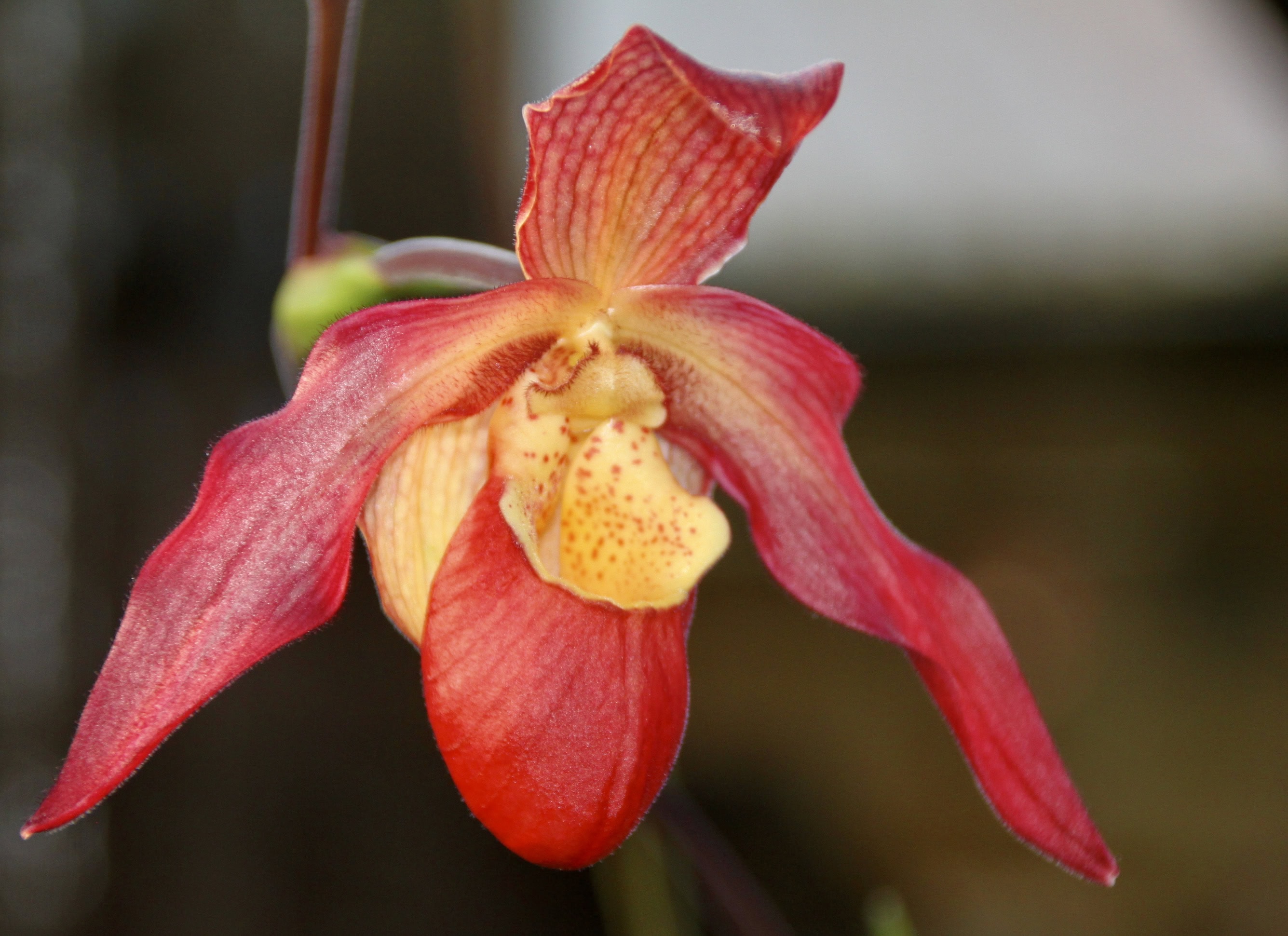 Orchid by Jez Braithwaite