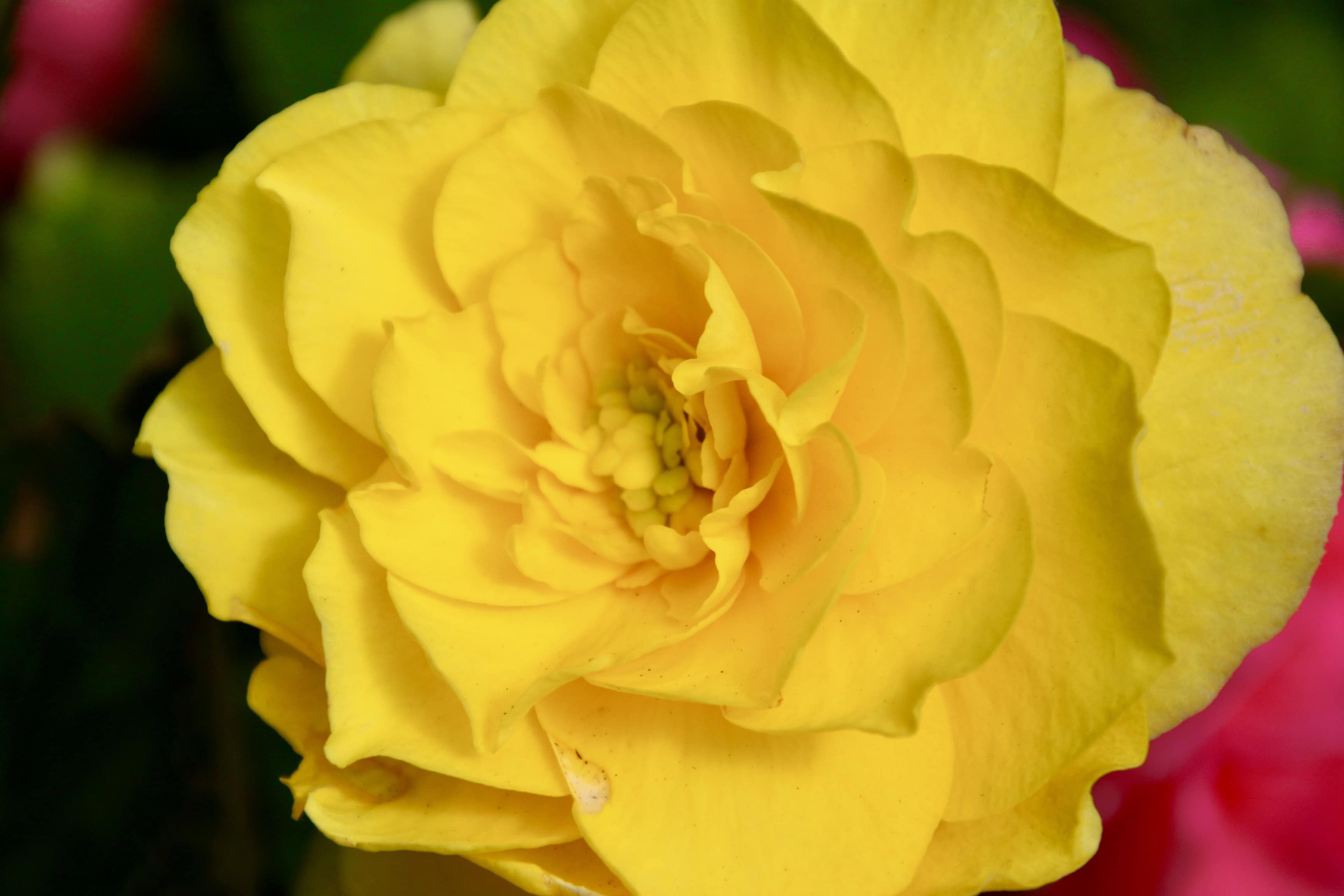 Bright Yellow Begonia