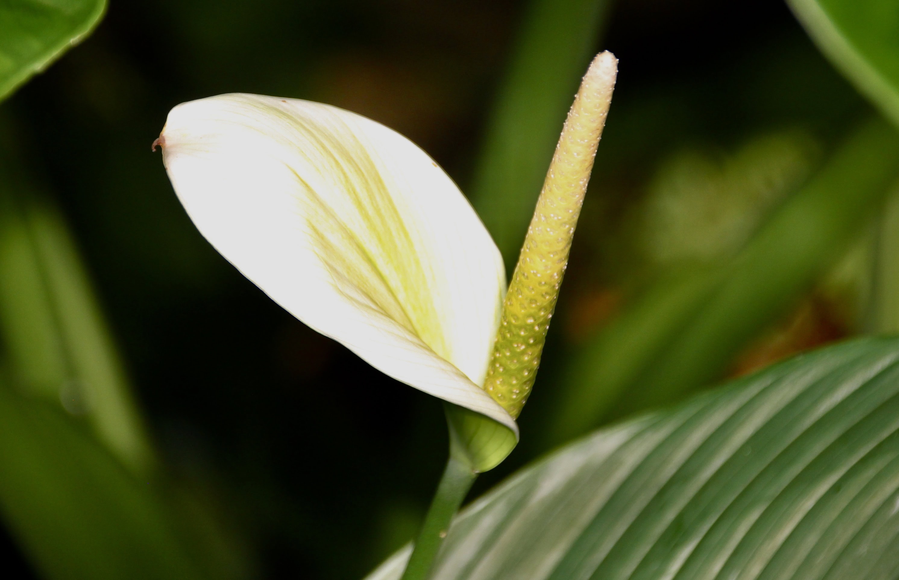 Anthurium by Jez Braithwaite