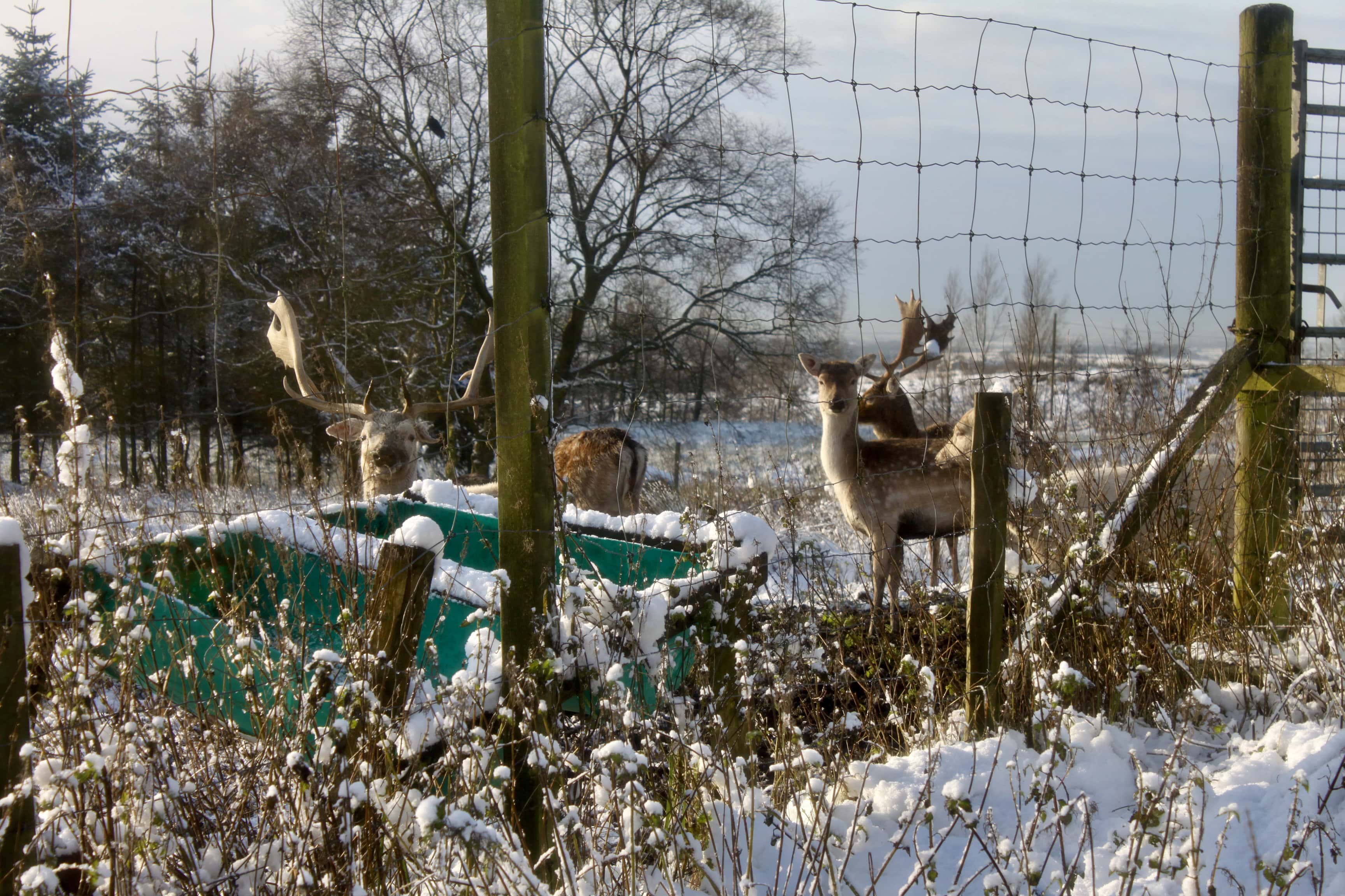 Oh deer