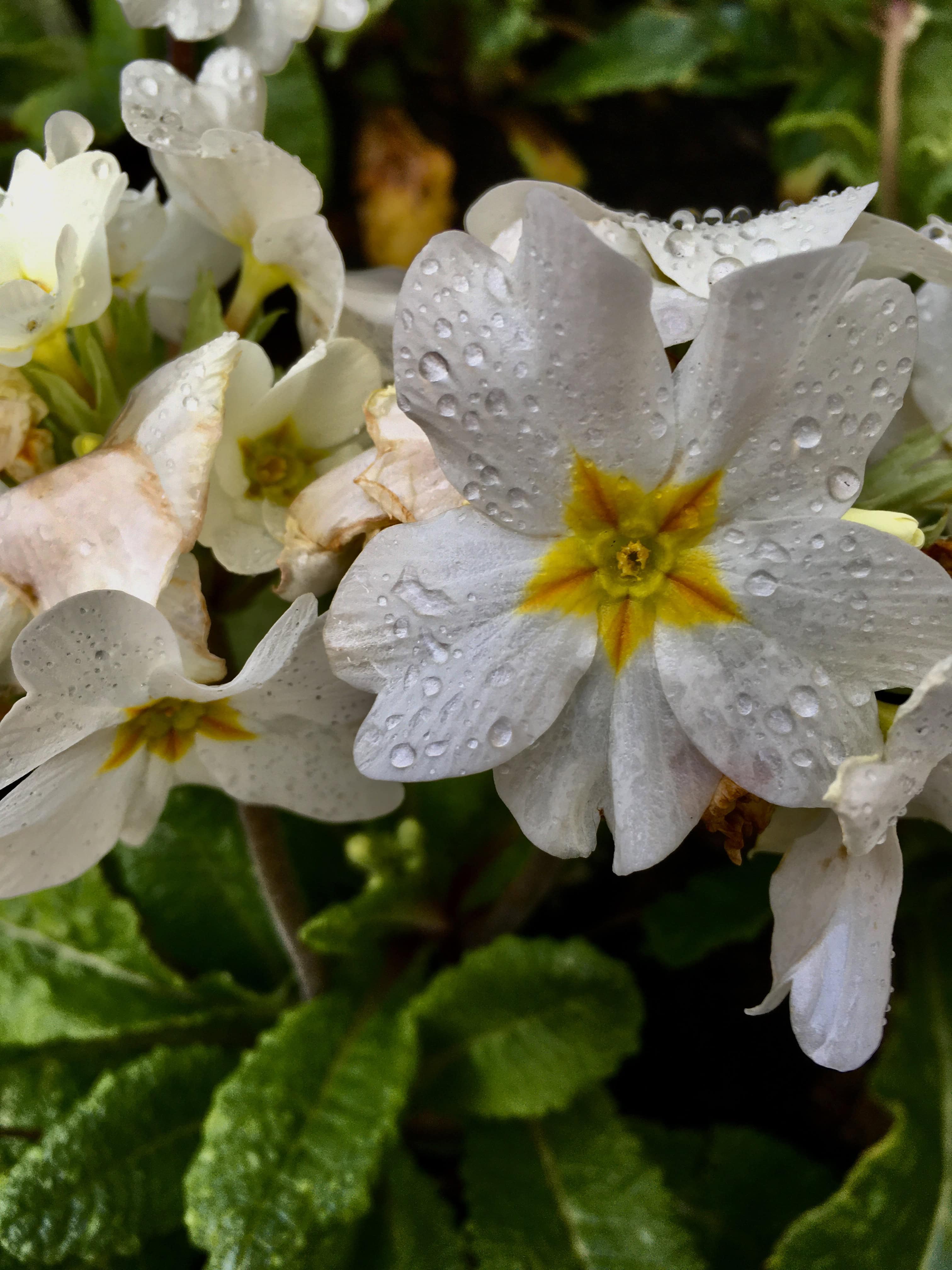 White primrose by Jez Braithwaite