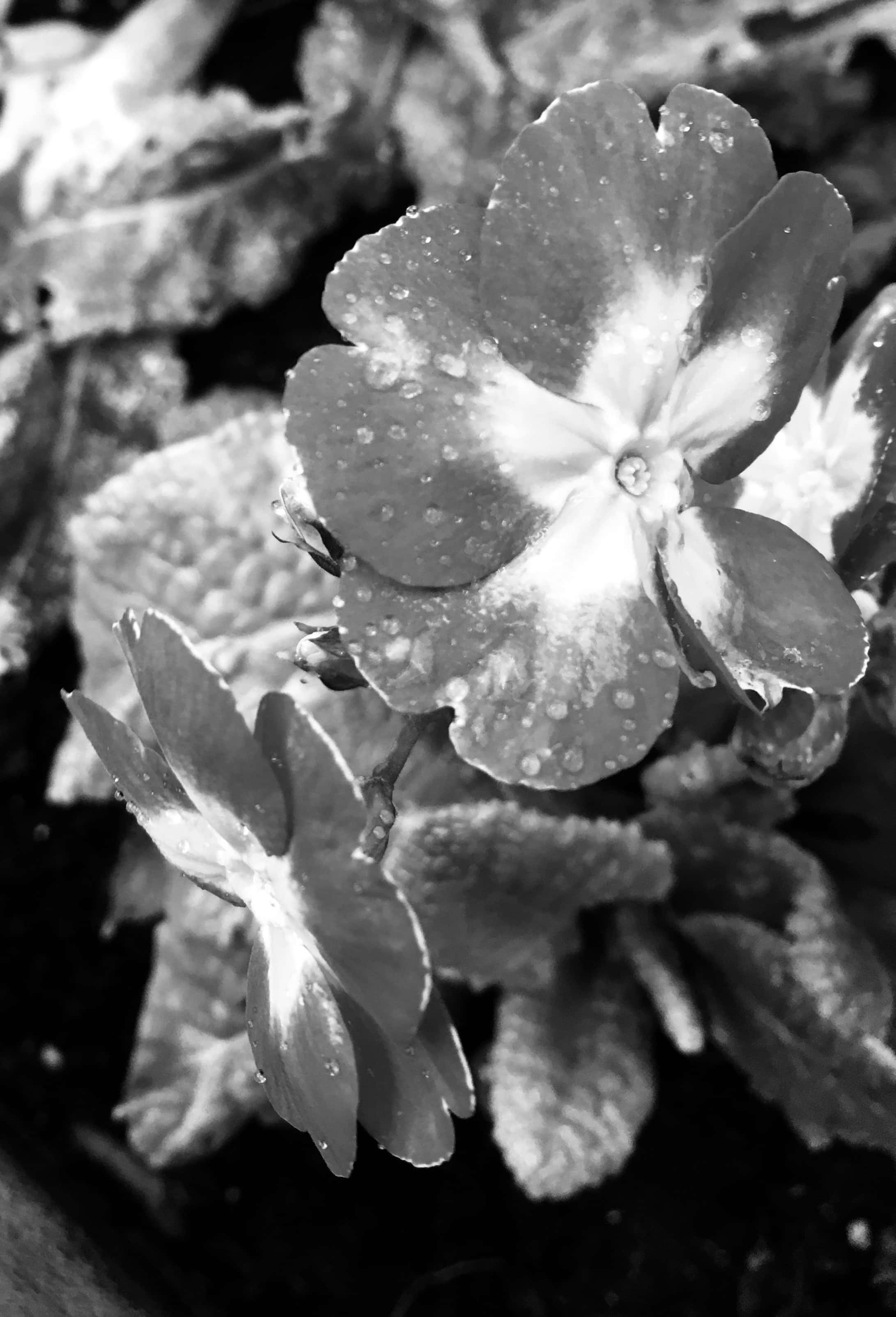 Primrose in noir