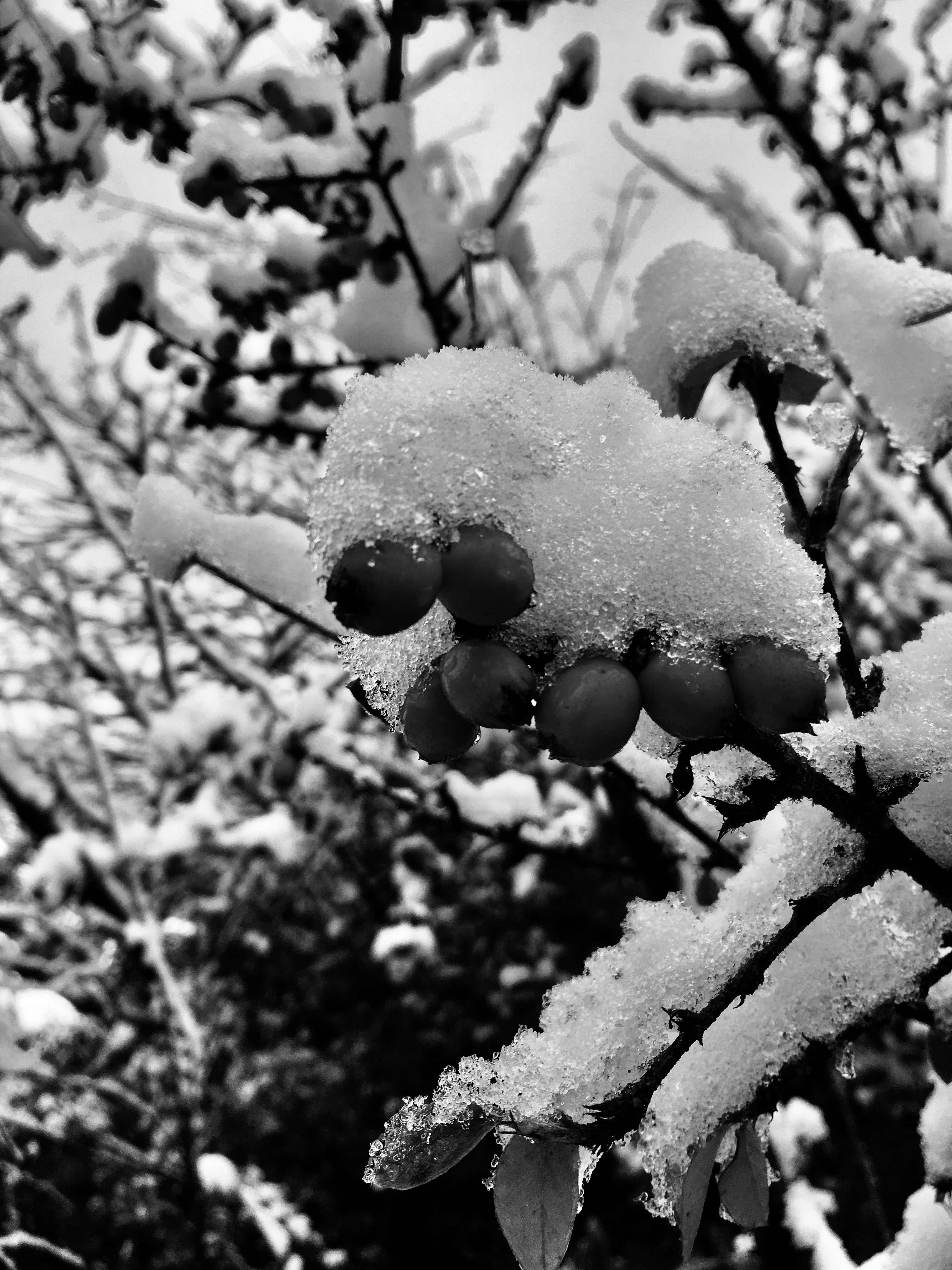 Snowy berries in noir