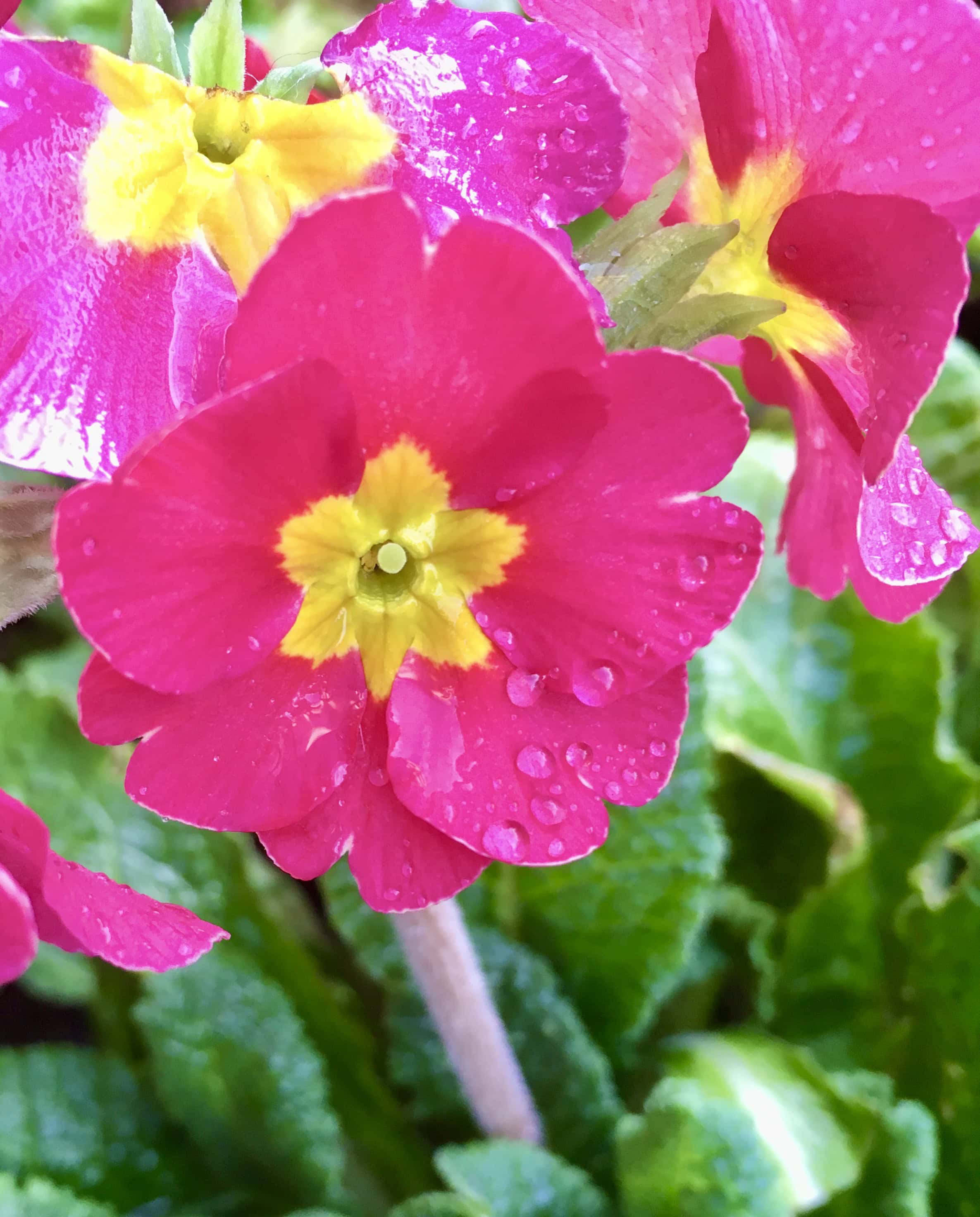 Primrose by Jez Braithwaite