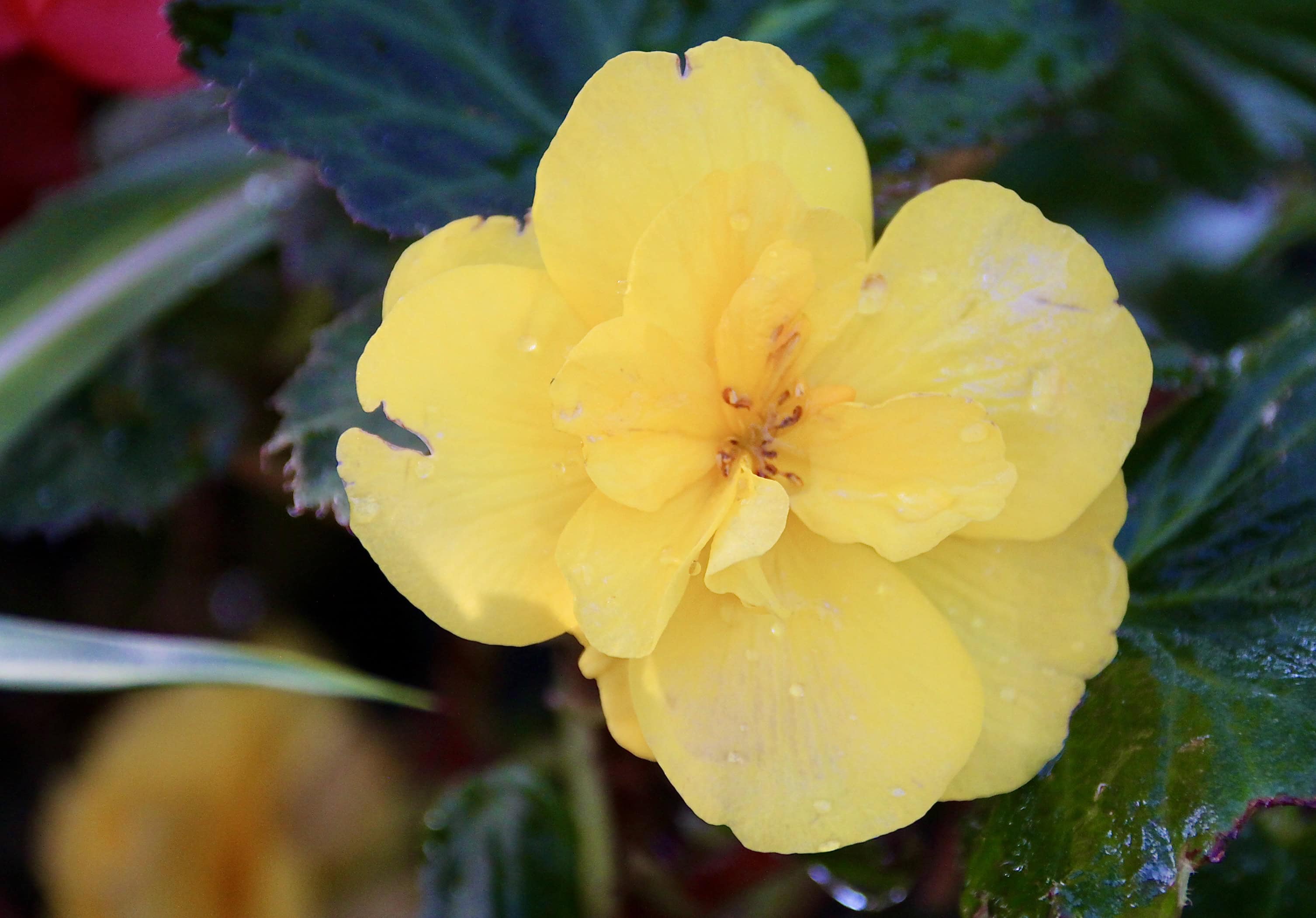 Yellow begonia