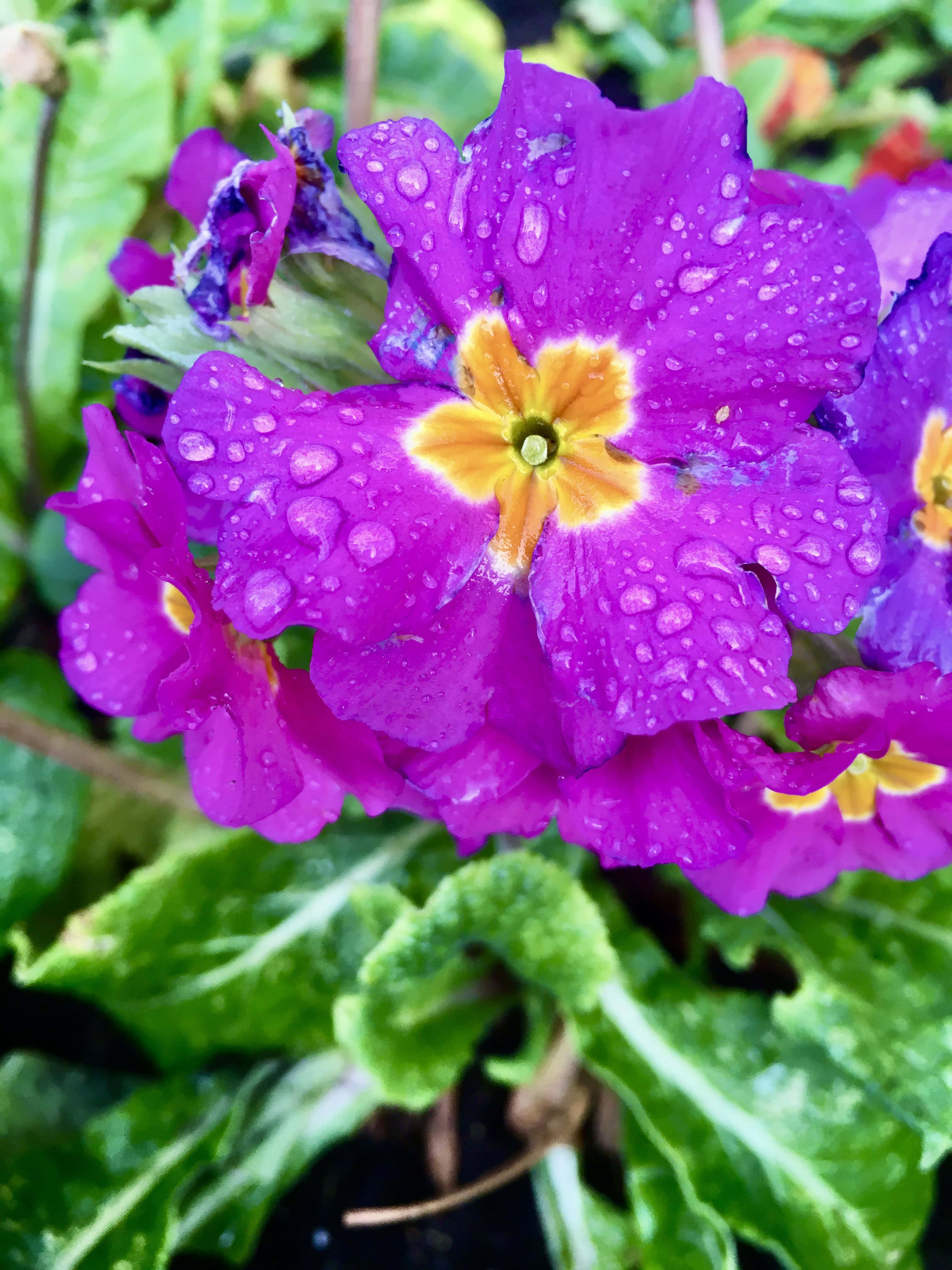 Purple primrose by Jez Braithwaite