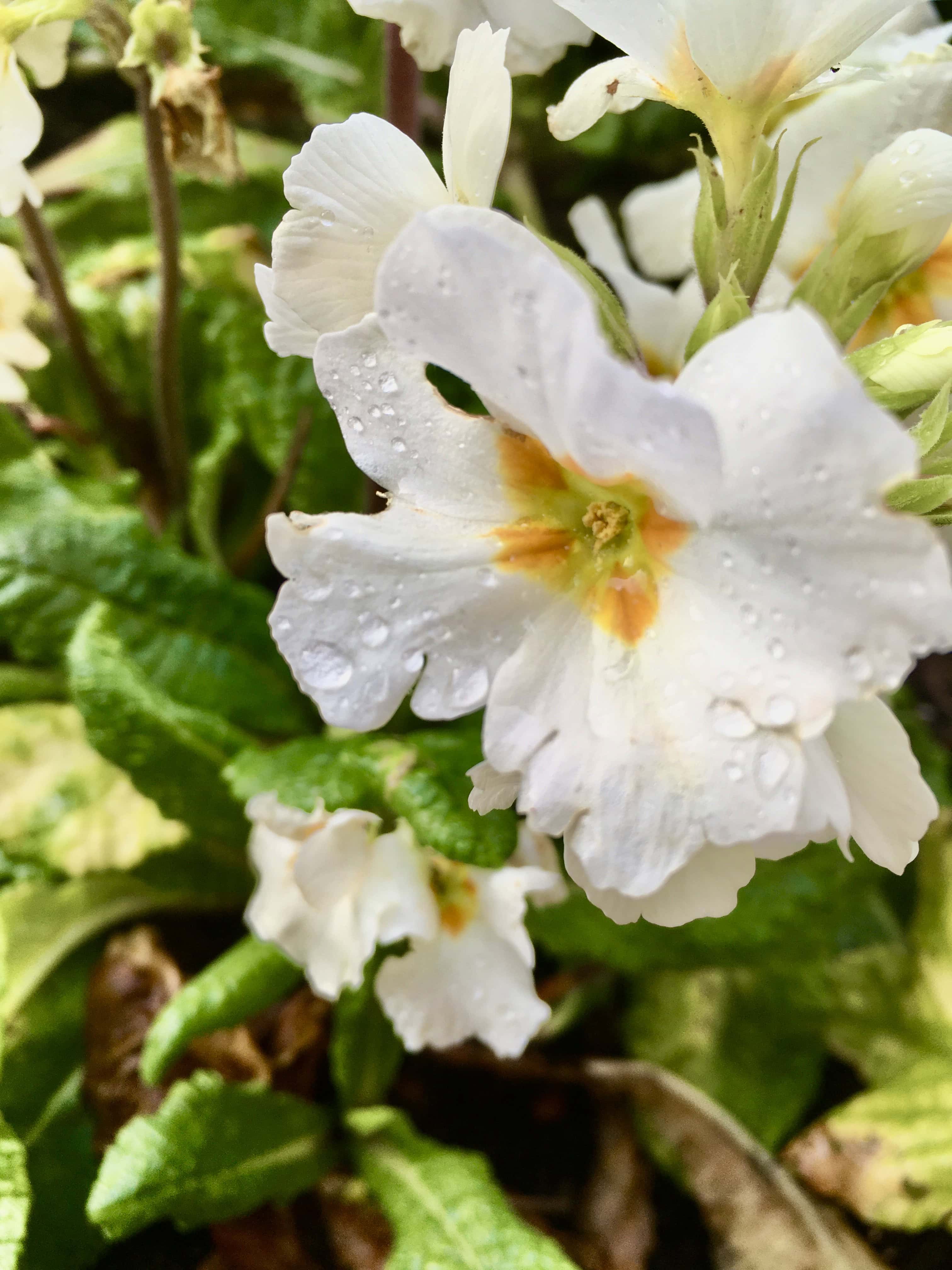 White primrose