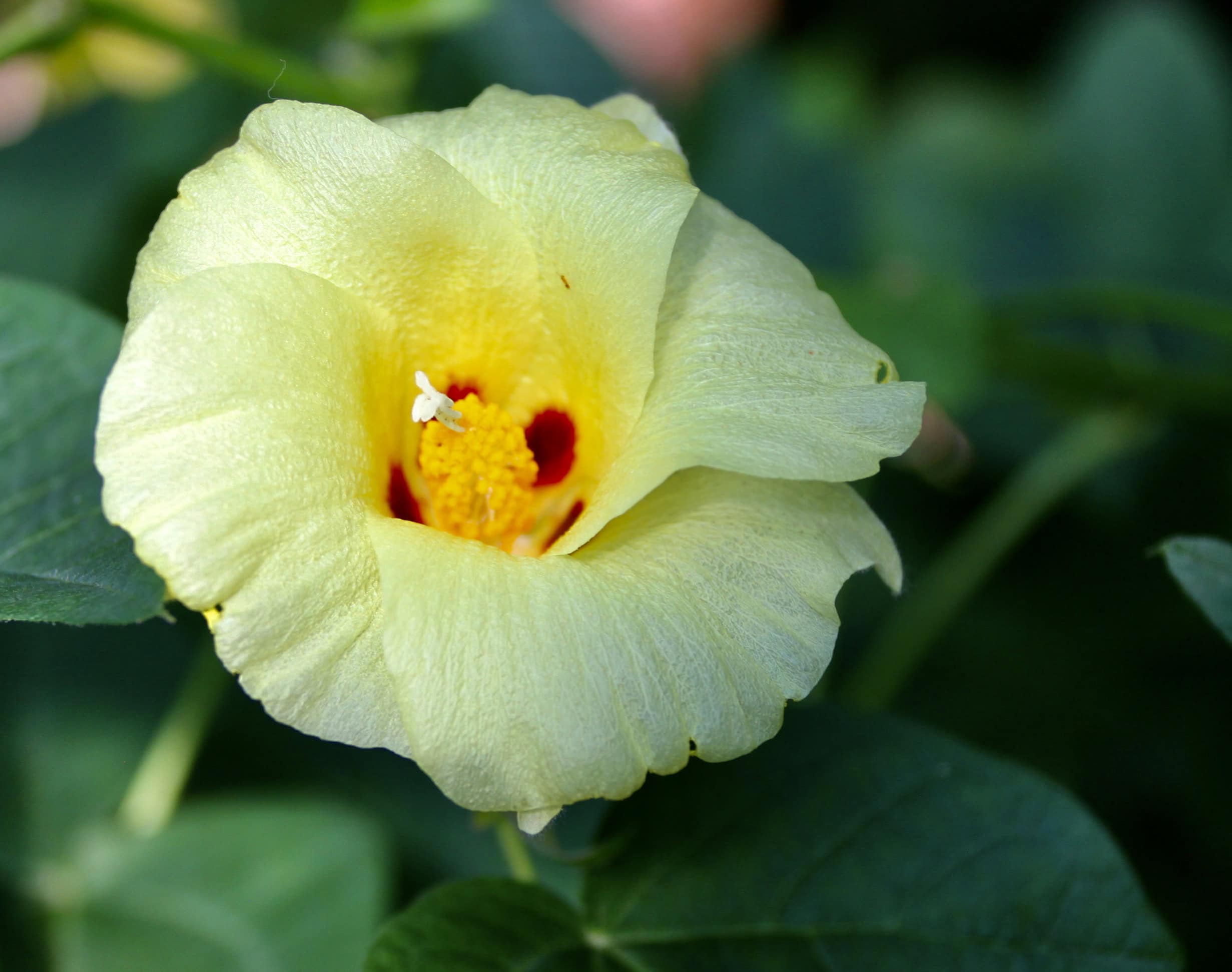 Hawaiian hibscus