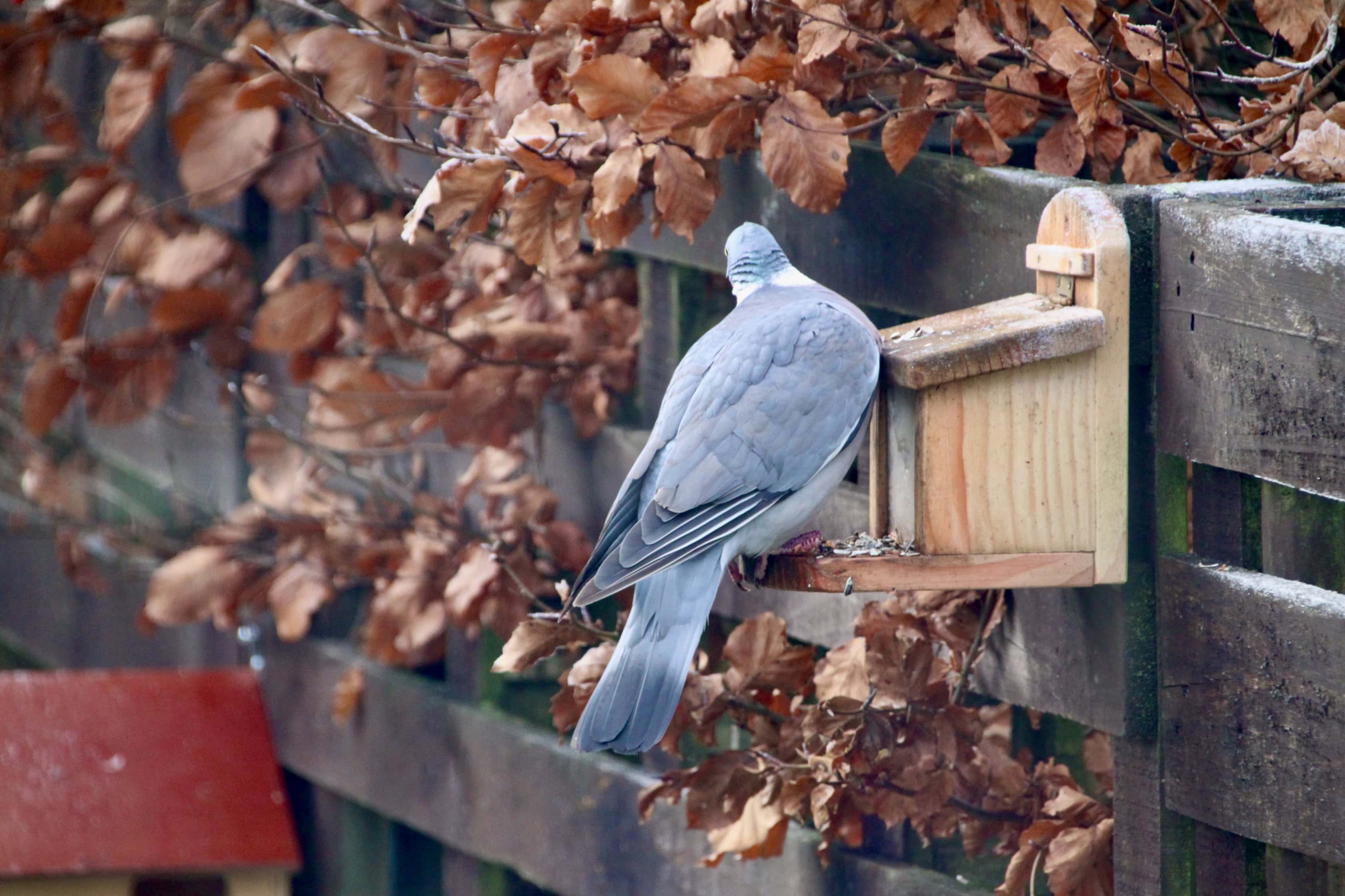 Wood pigeon