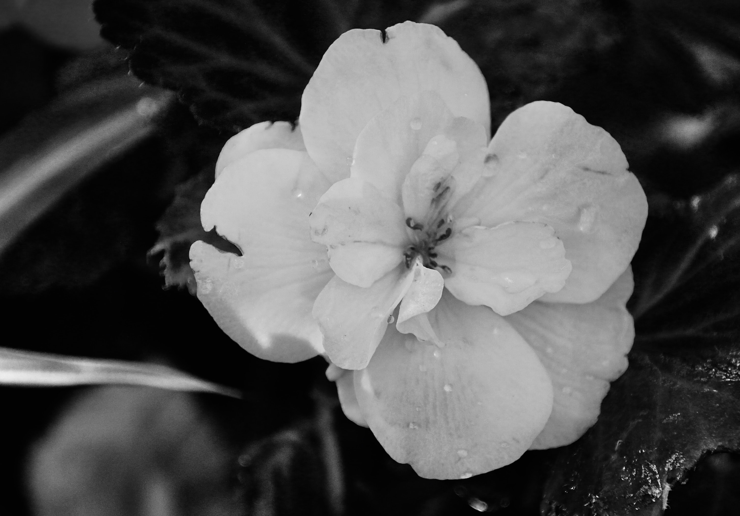 Begonia in mono