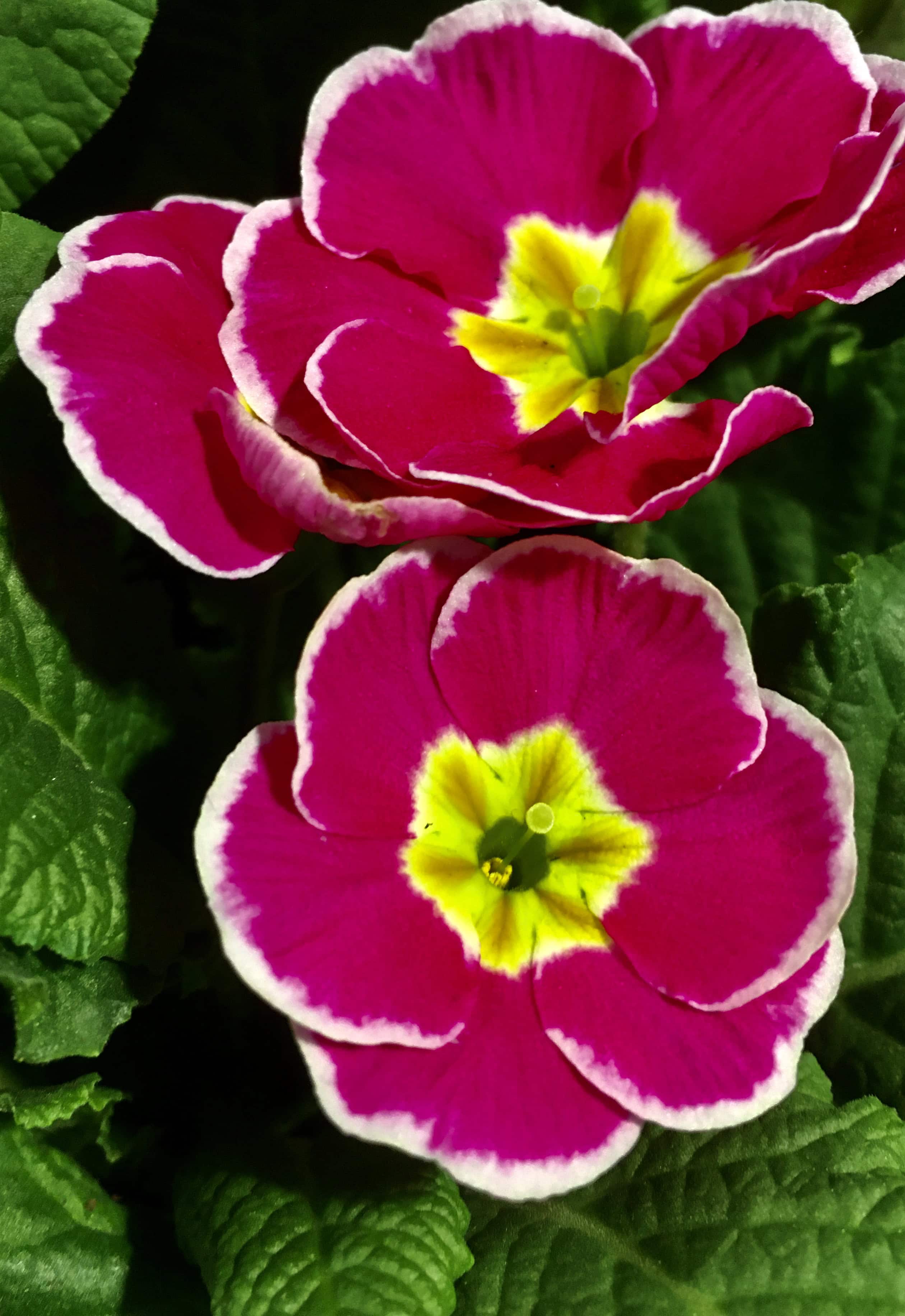 Vibrant primrose