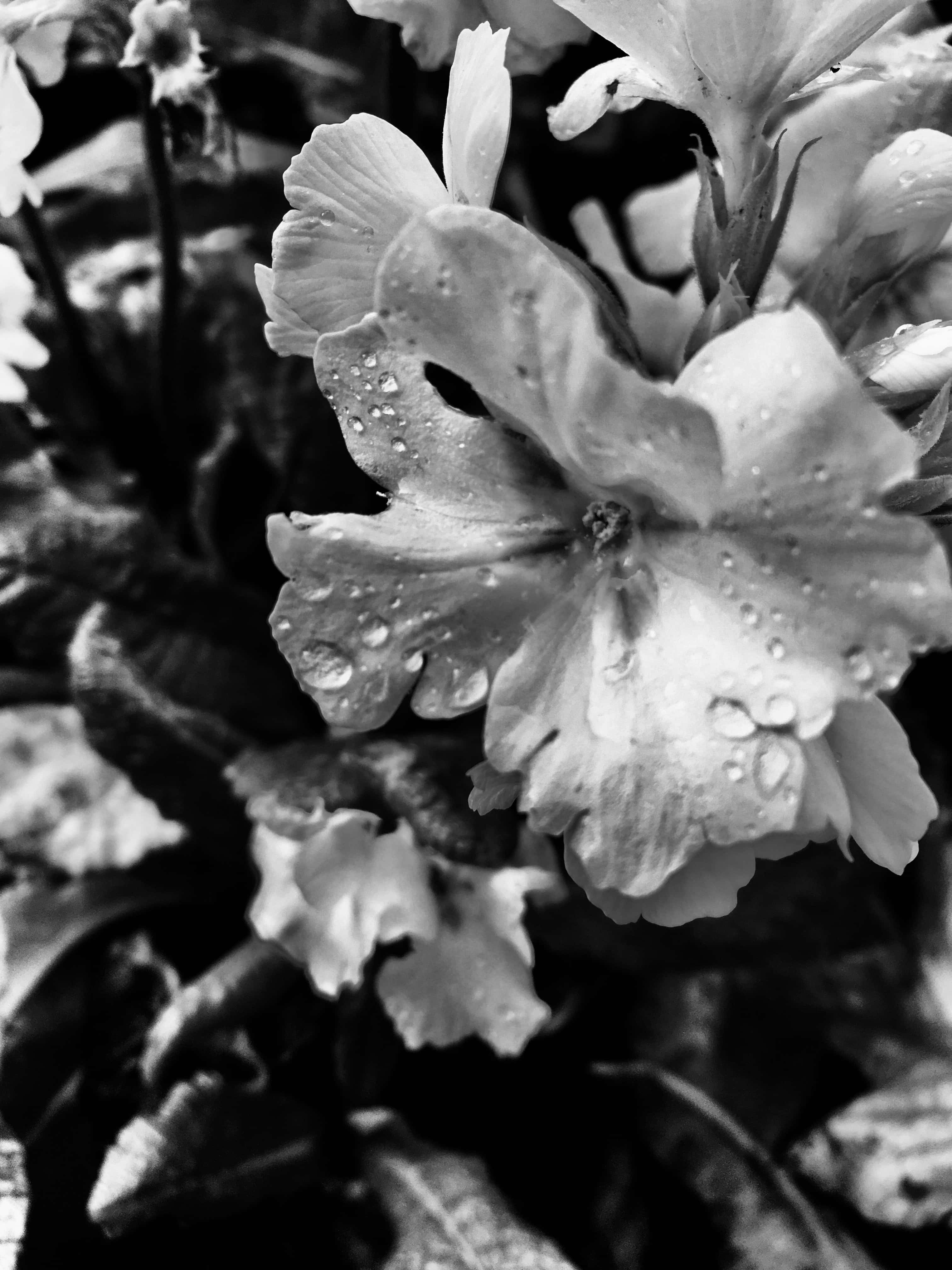 White primrose in noir