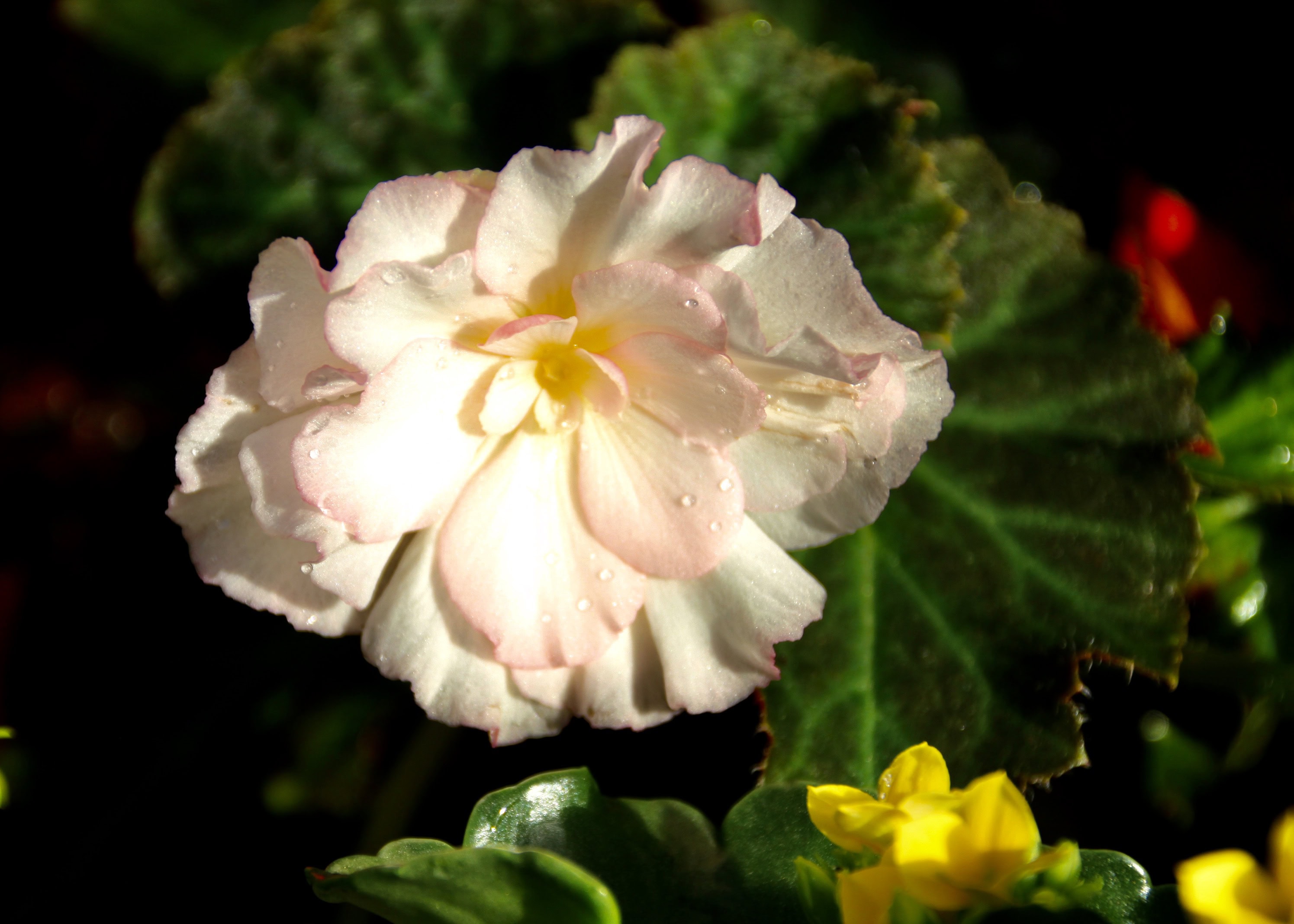 Pale pink begonia