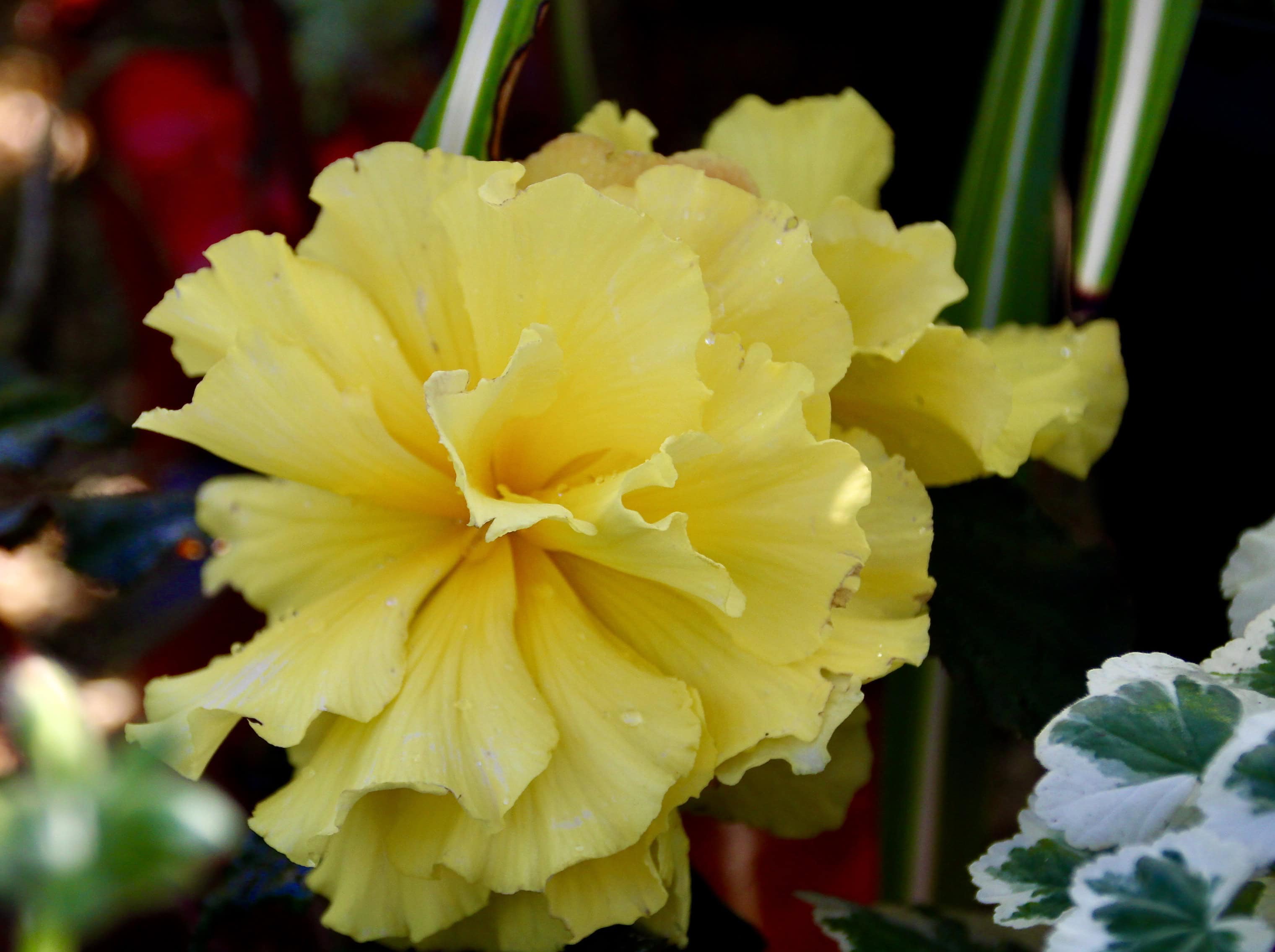 Yellow begonia