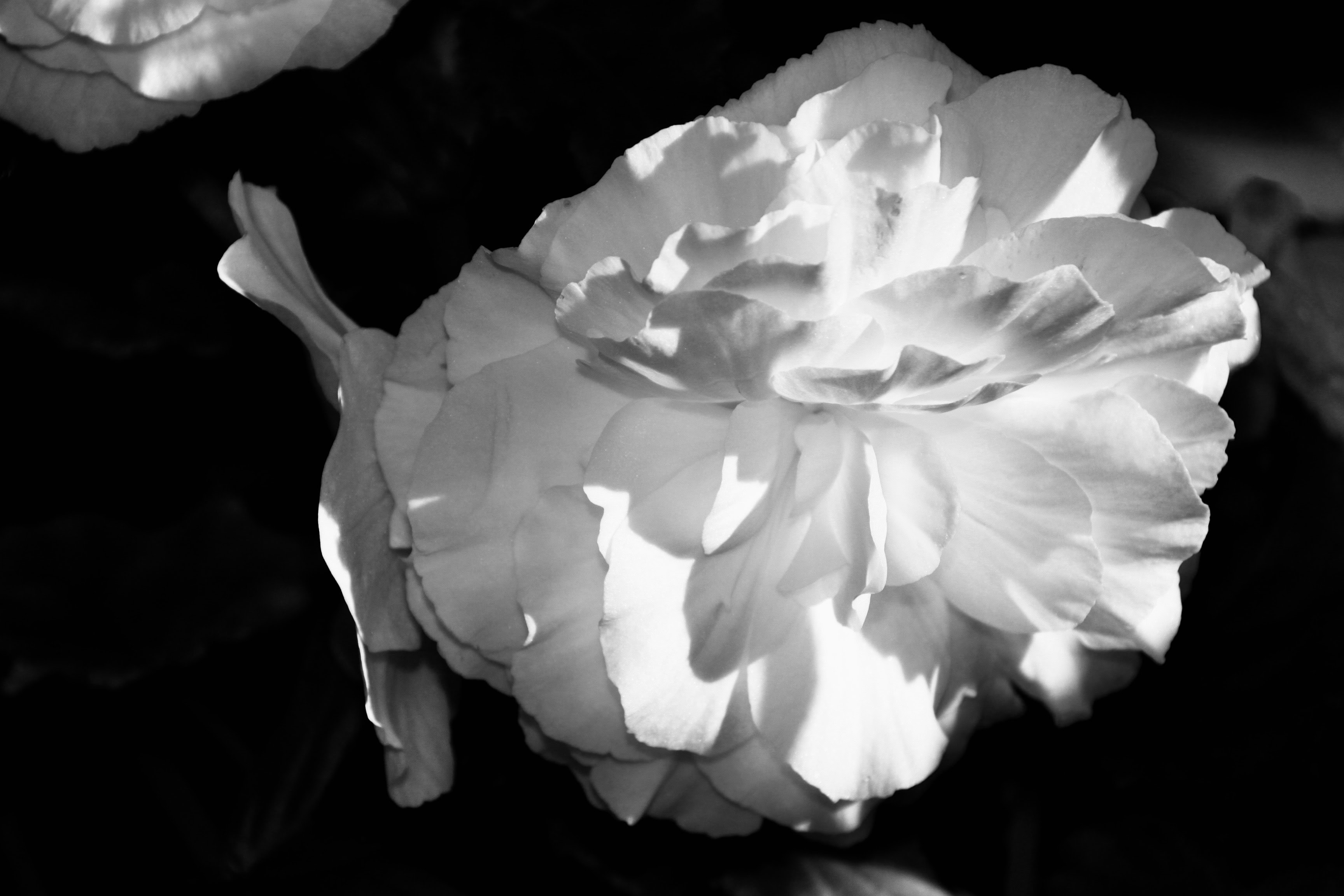 White begonia in noir