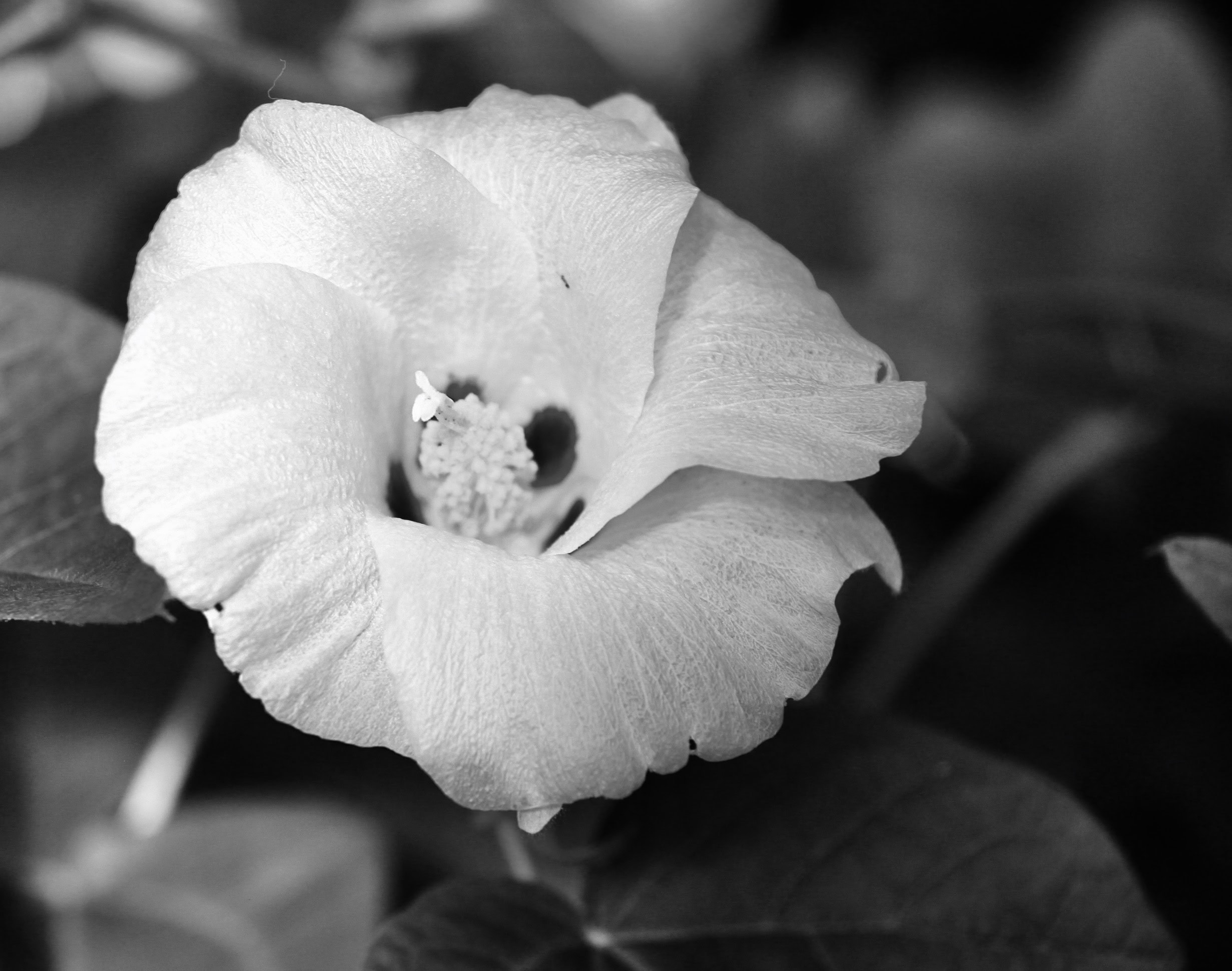 Hawaiian hibscus in mono by Jez Braithwaite