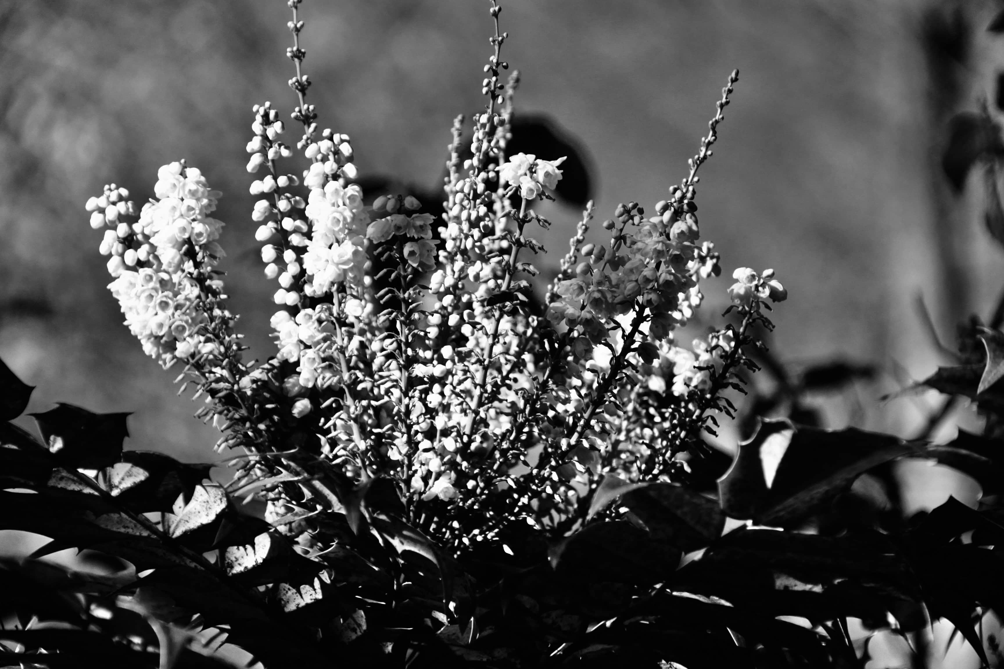Mahonia aquifolium in mono