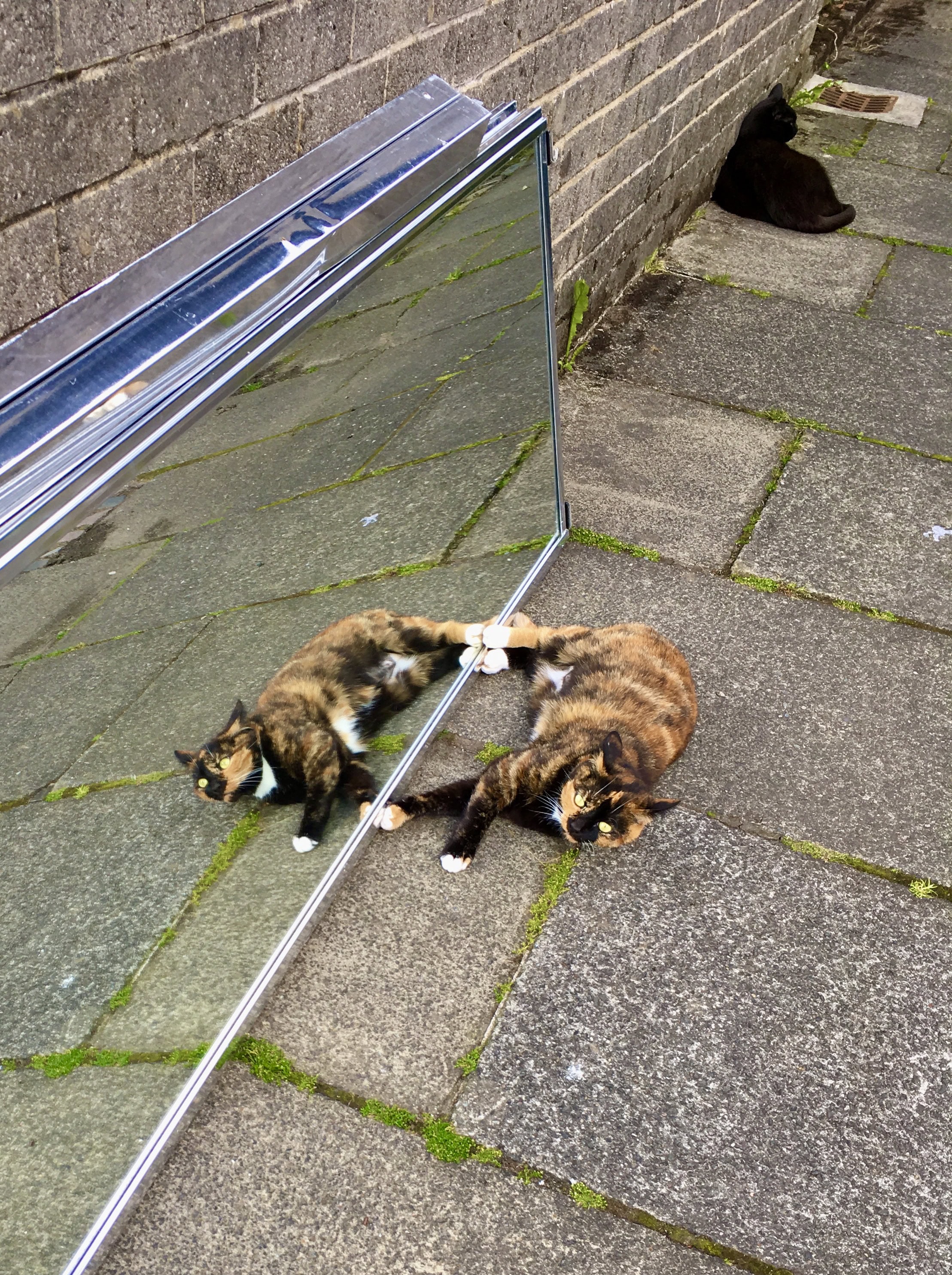 Mirror Cat