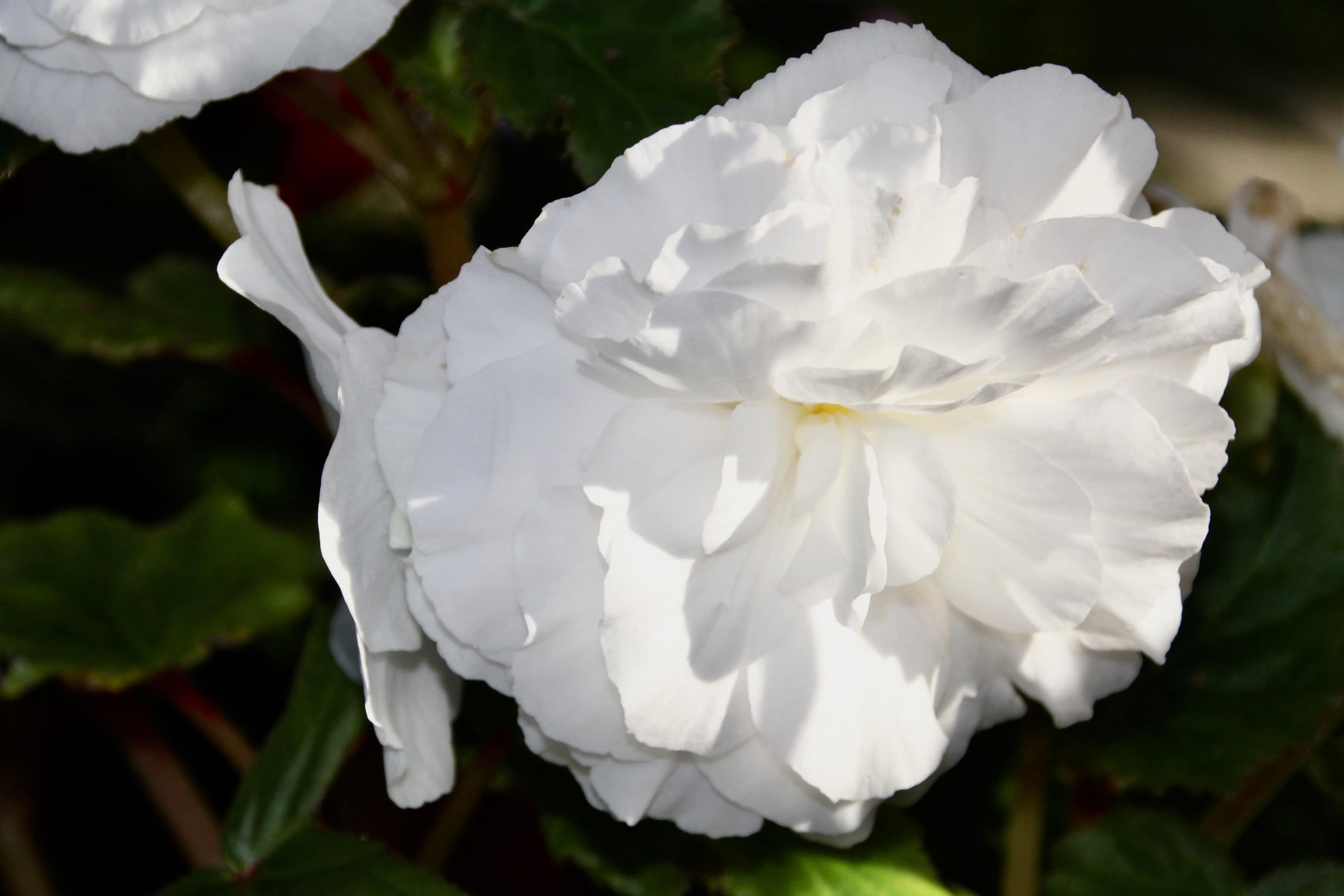 White begonia