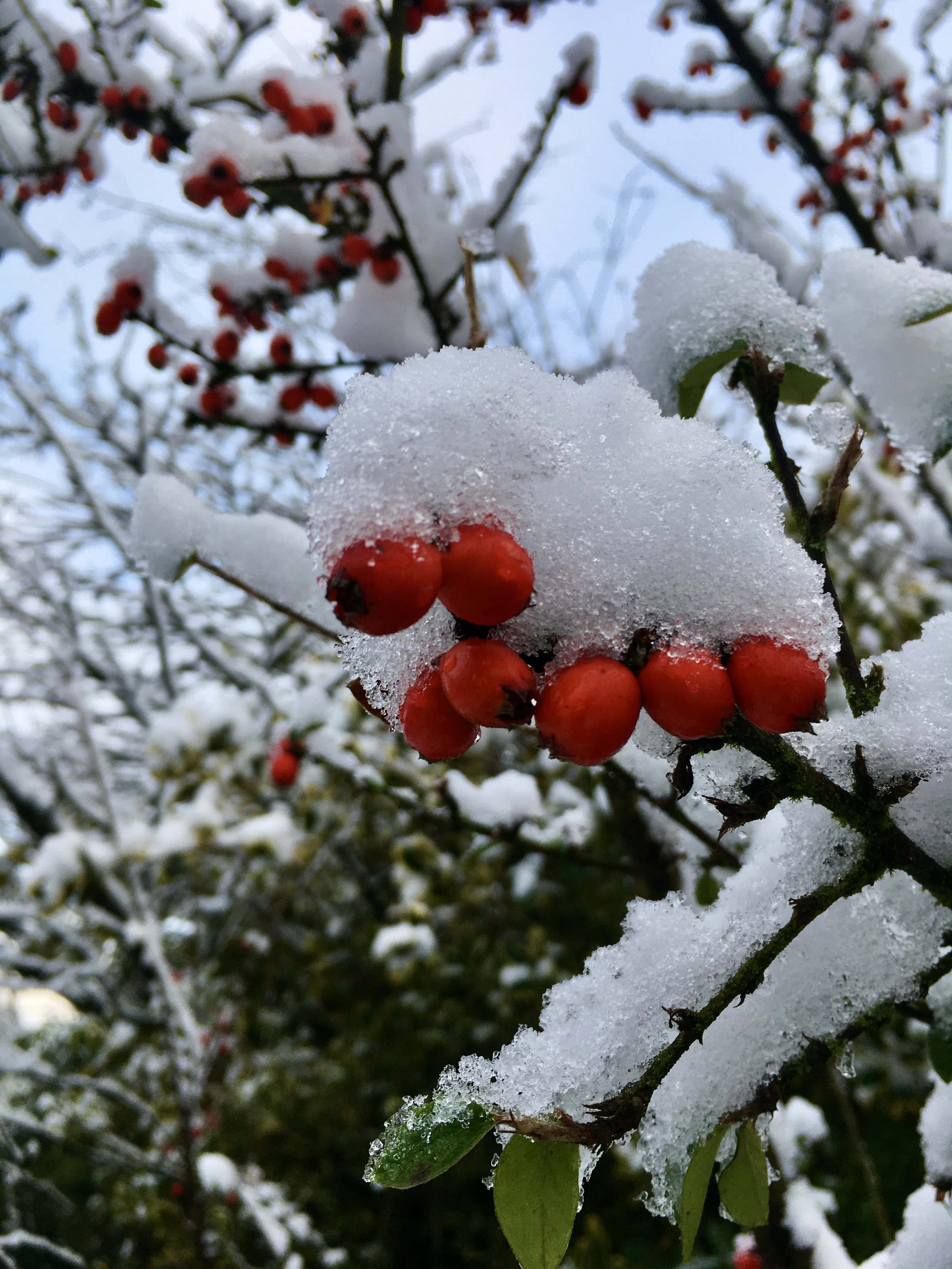 Snowy berries