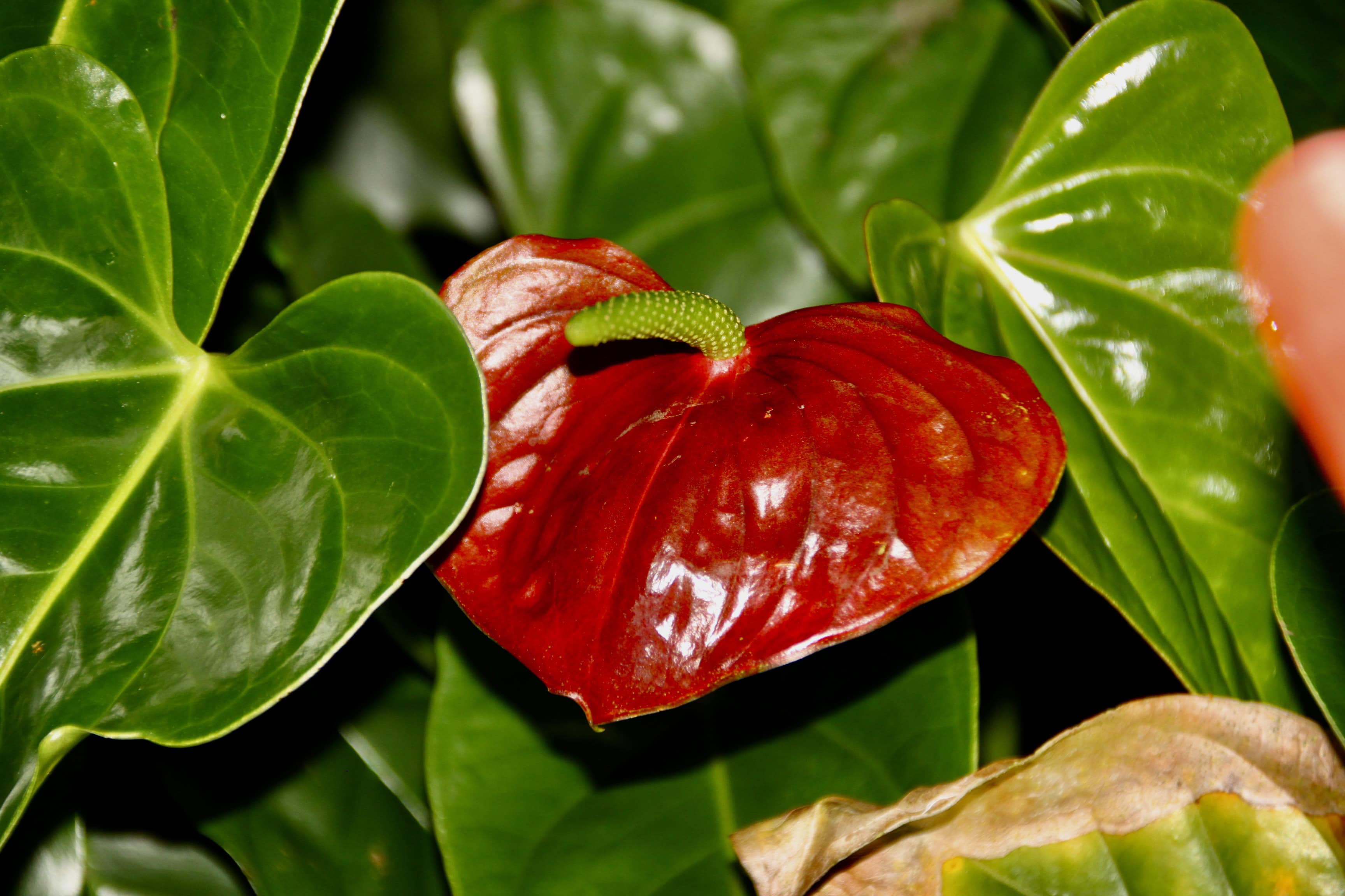Anthurium — FF 3