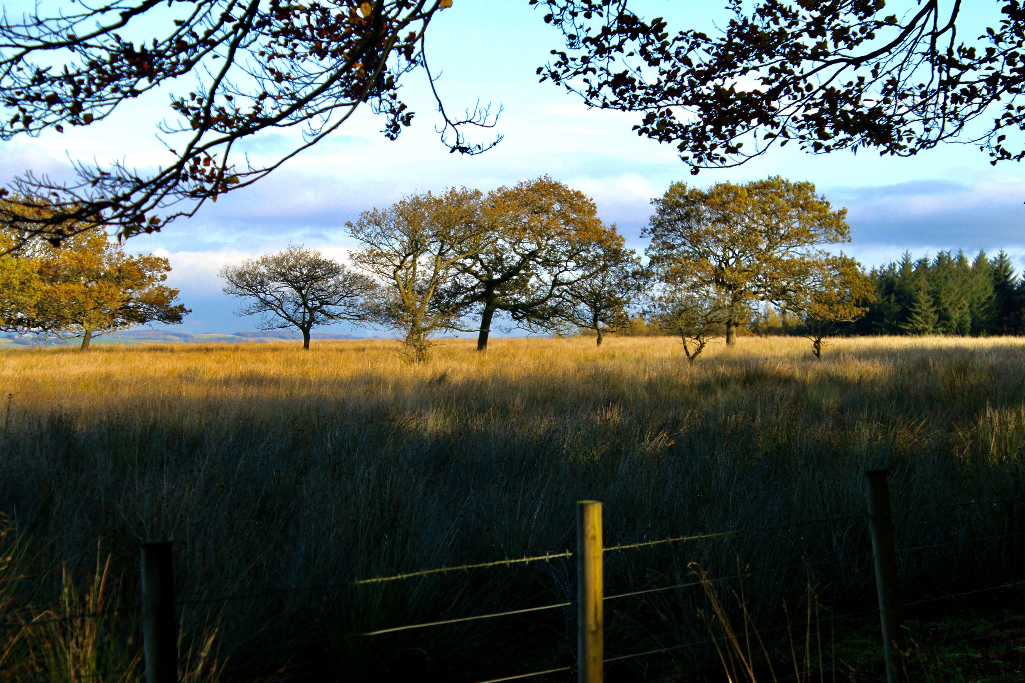 Autumn grass
