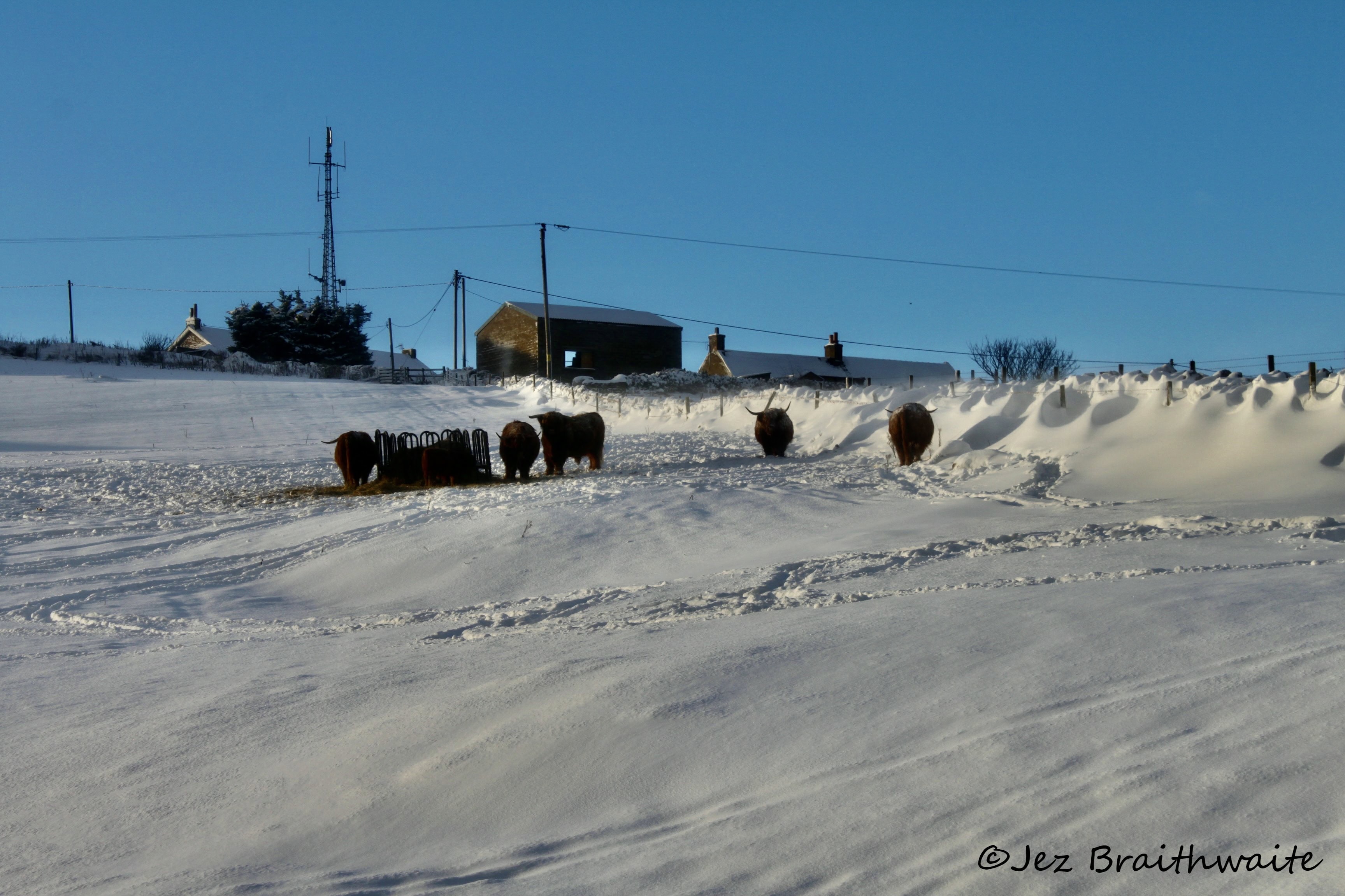 Snowy Cattle by Jez Braithwaite