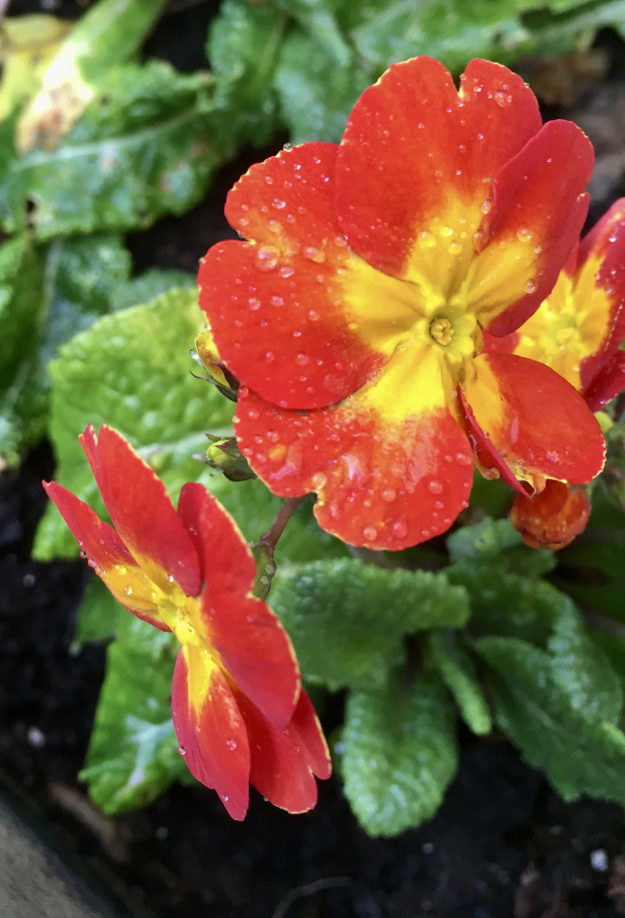 Red Primrose