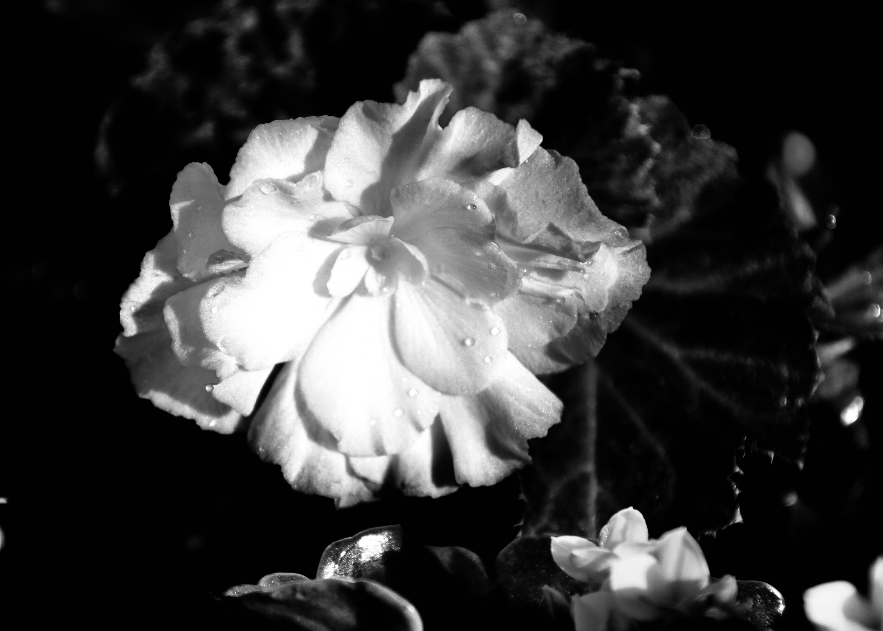 Begonia in noir