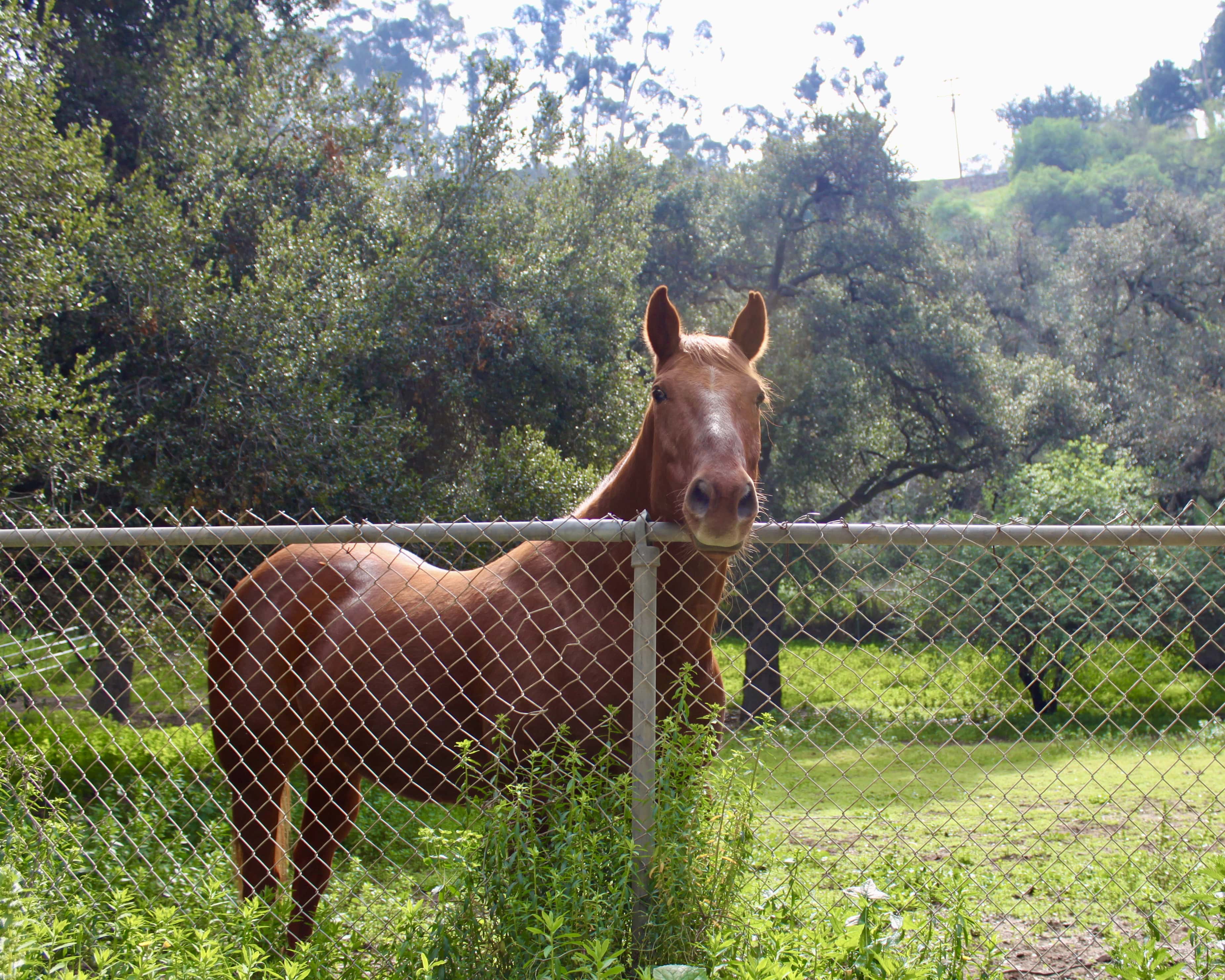 Horse in Serra Canyon
