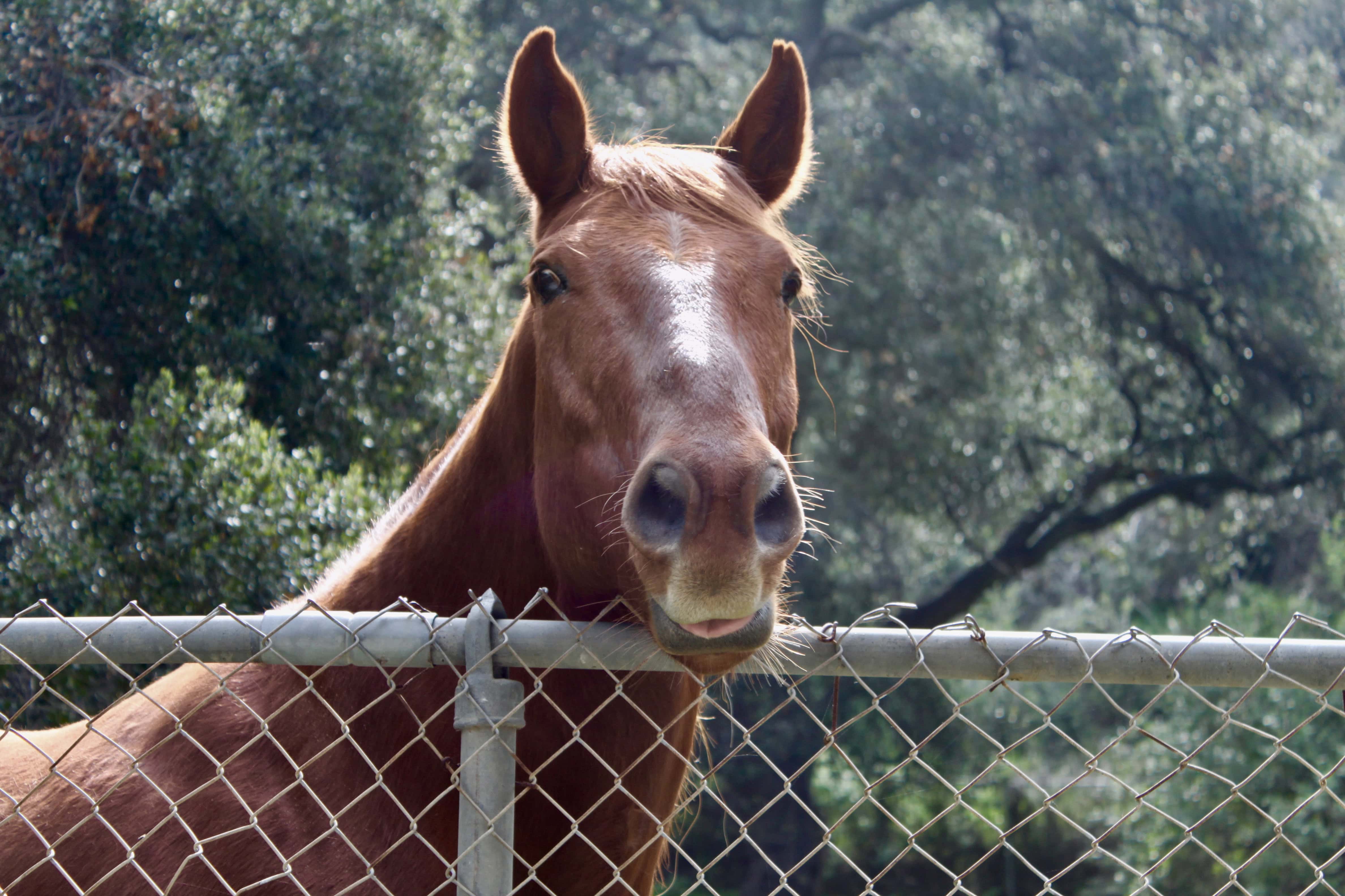 Rural life in Malibu