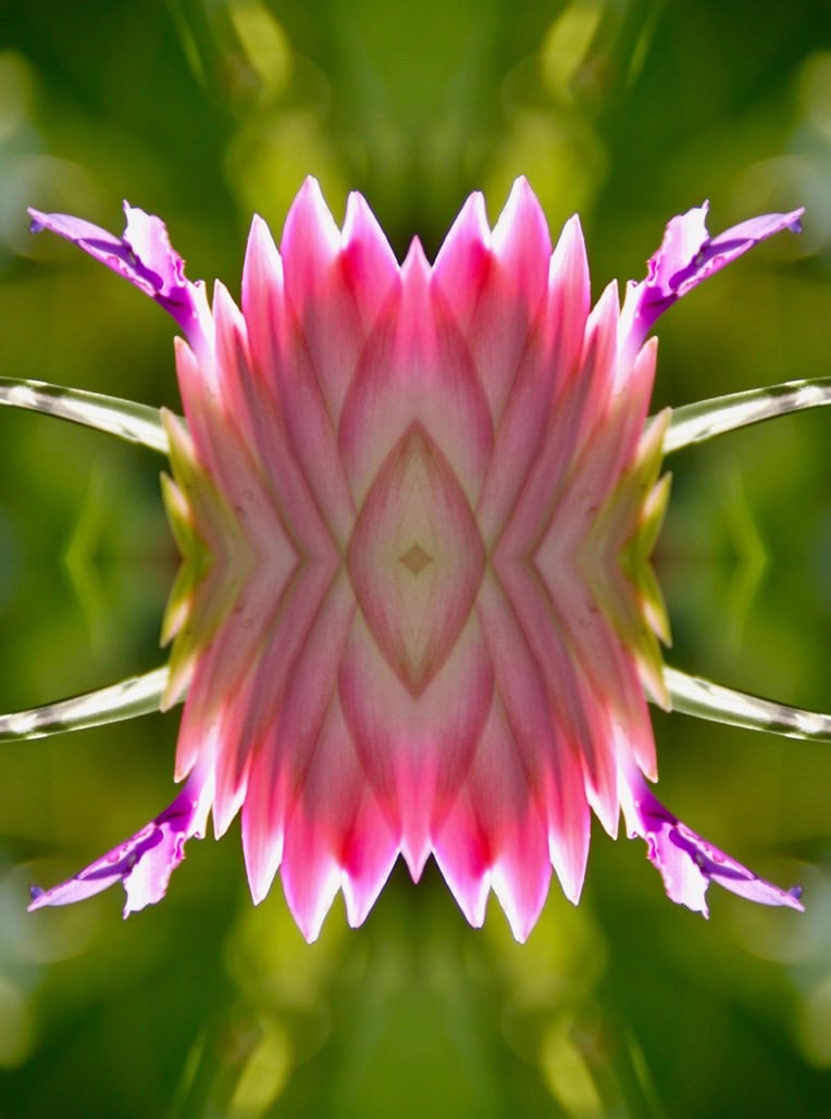 Bromelia - Quad symmetry