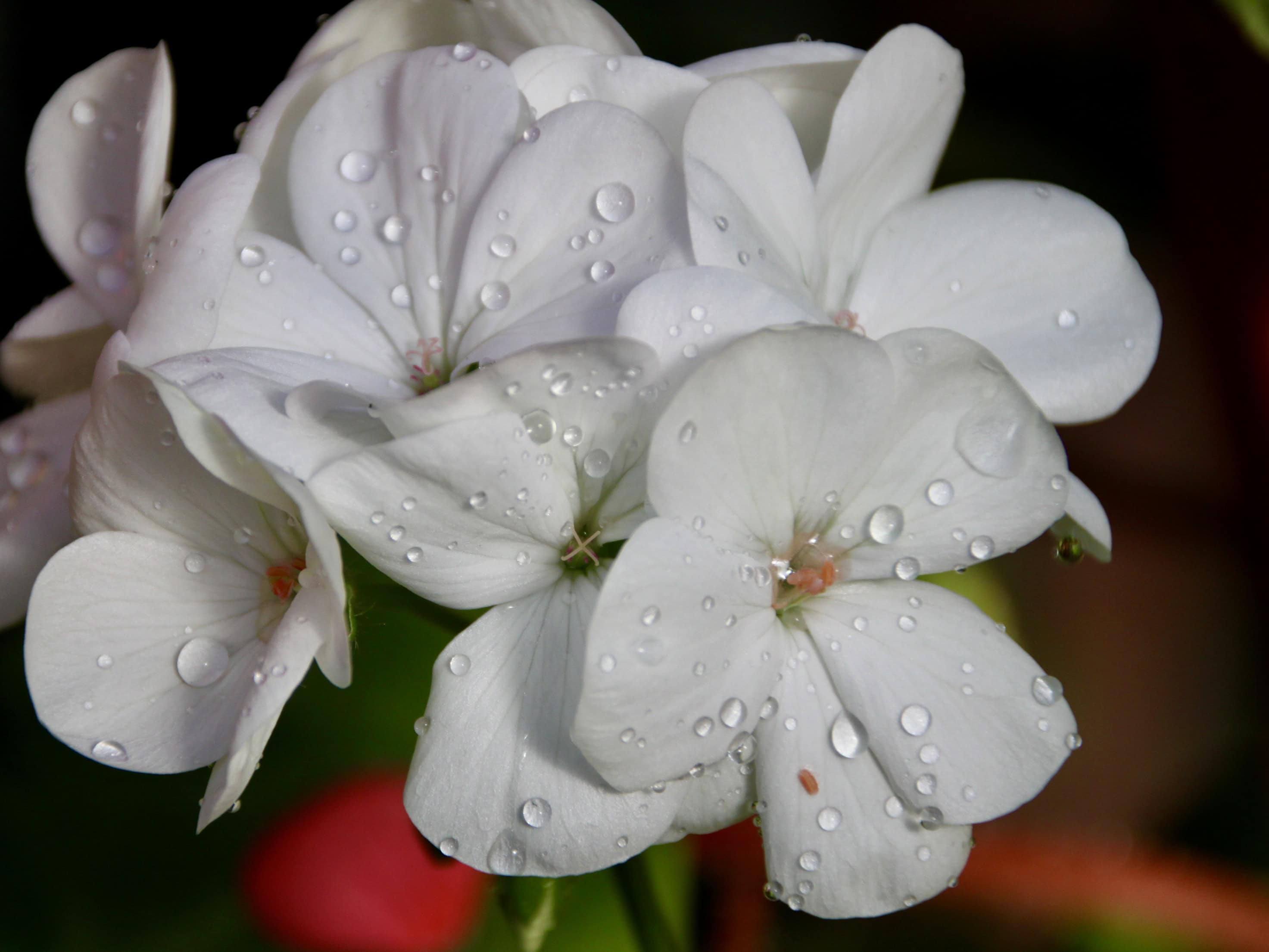 White geranium