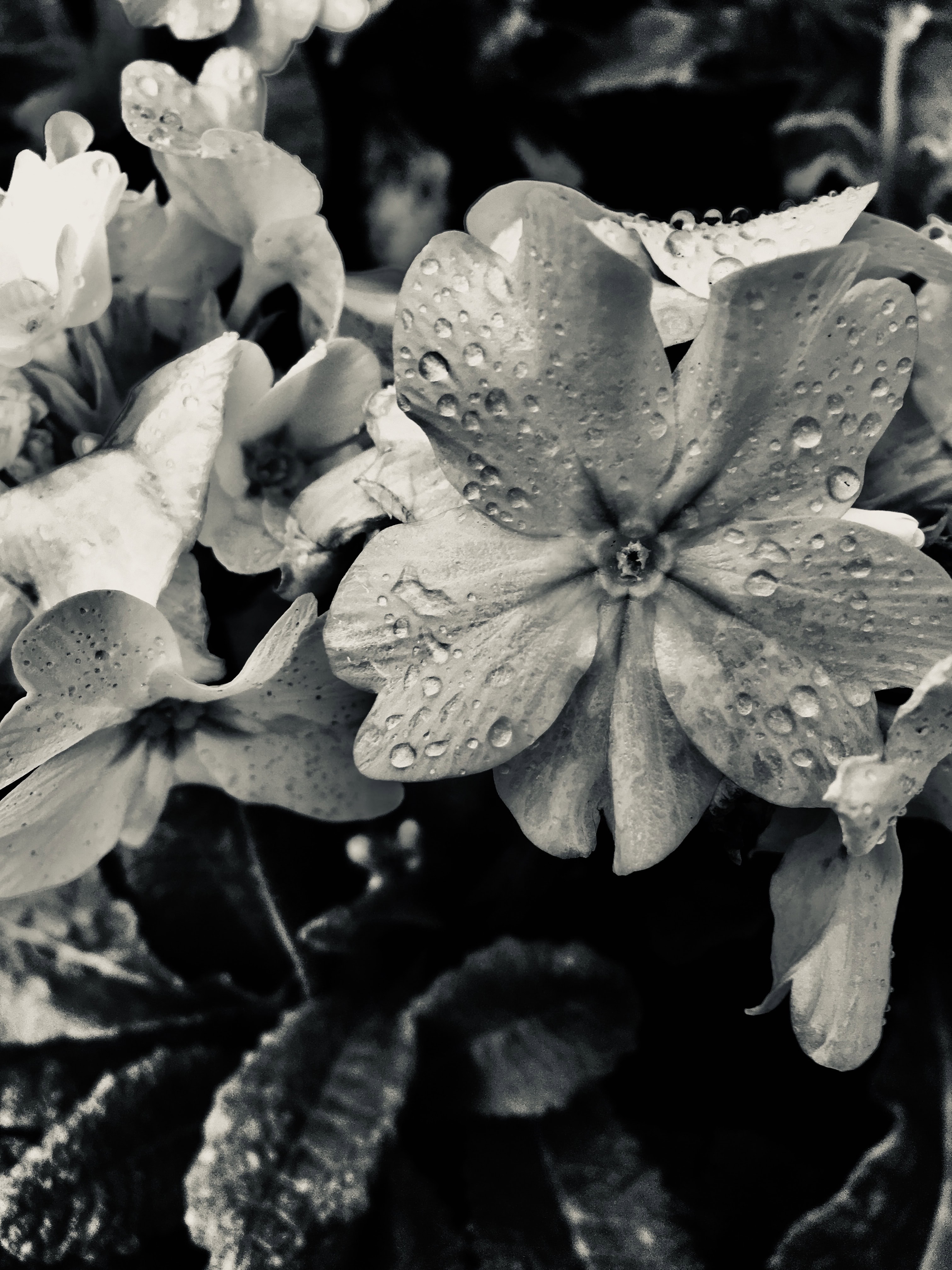 White primrose in silvertone by Jez Braithwaite