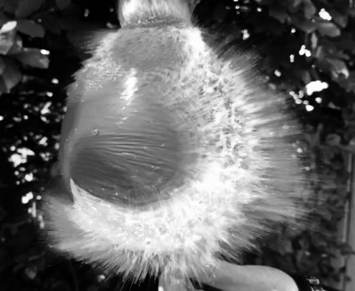 Bursting water balloon by Jez Braithwaite