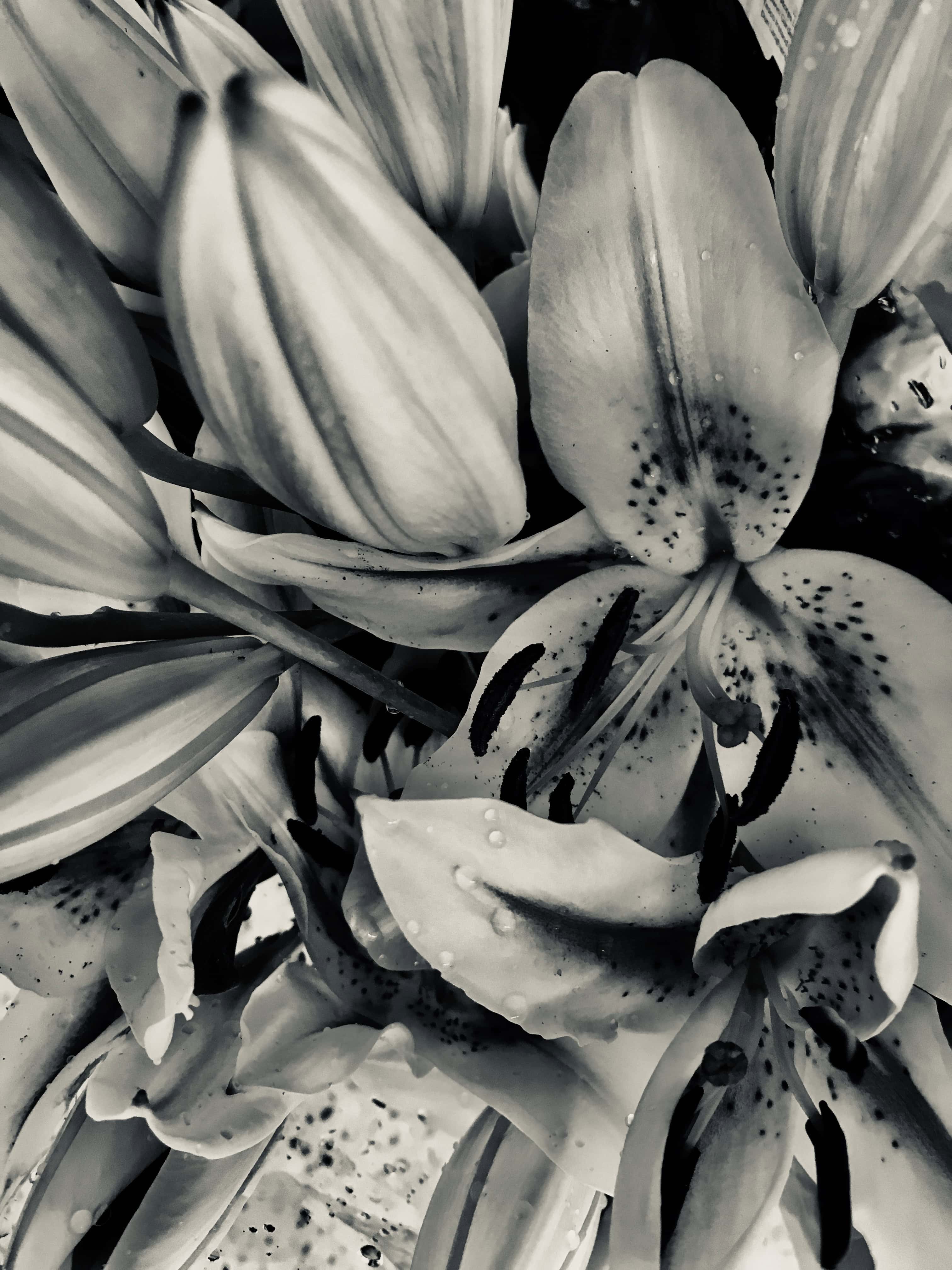 White lily in silvertone