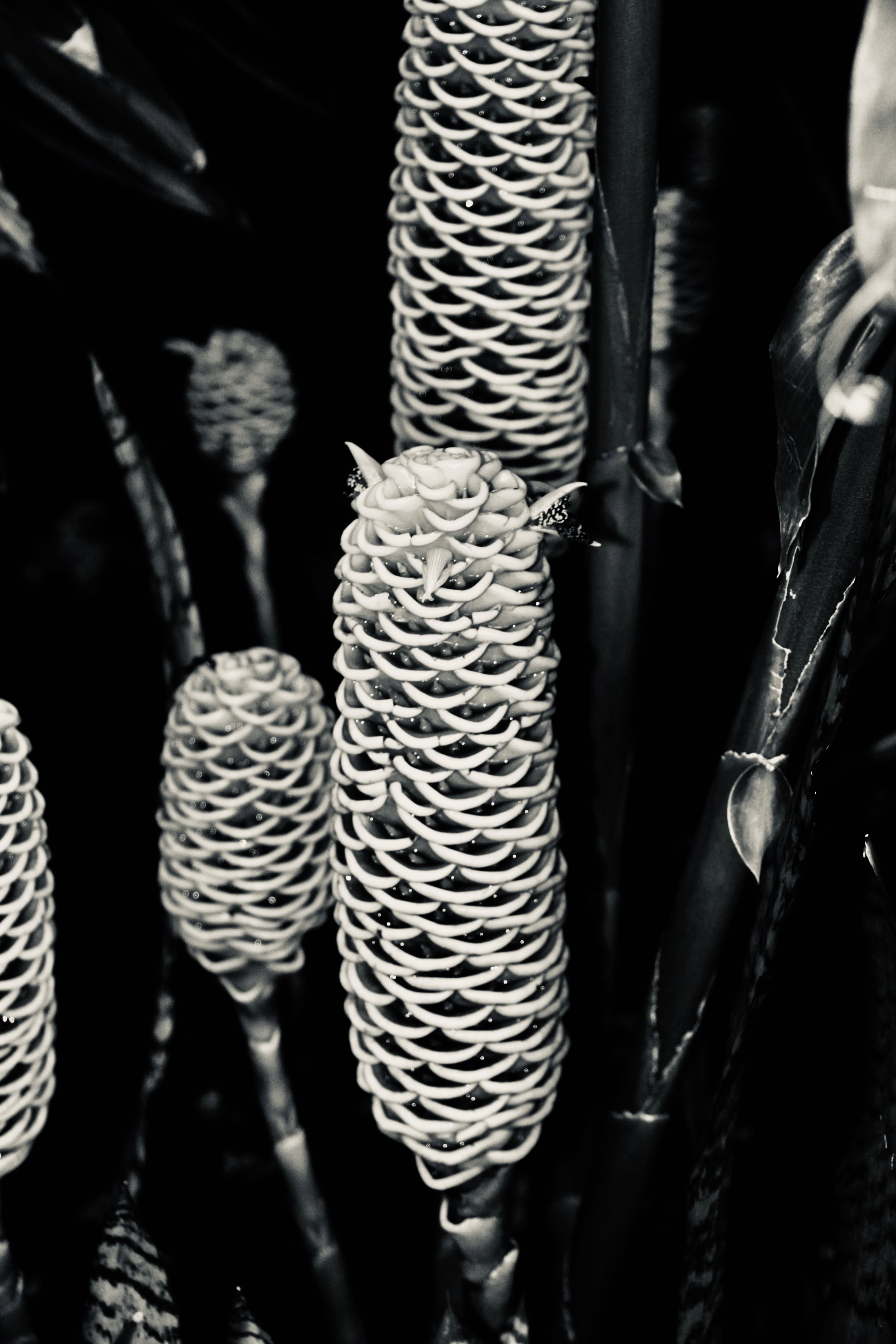 Ginger plant in silvertone by Jez Braithwaite