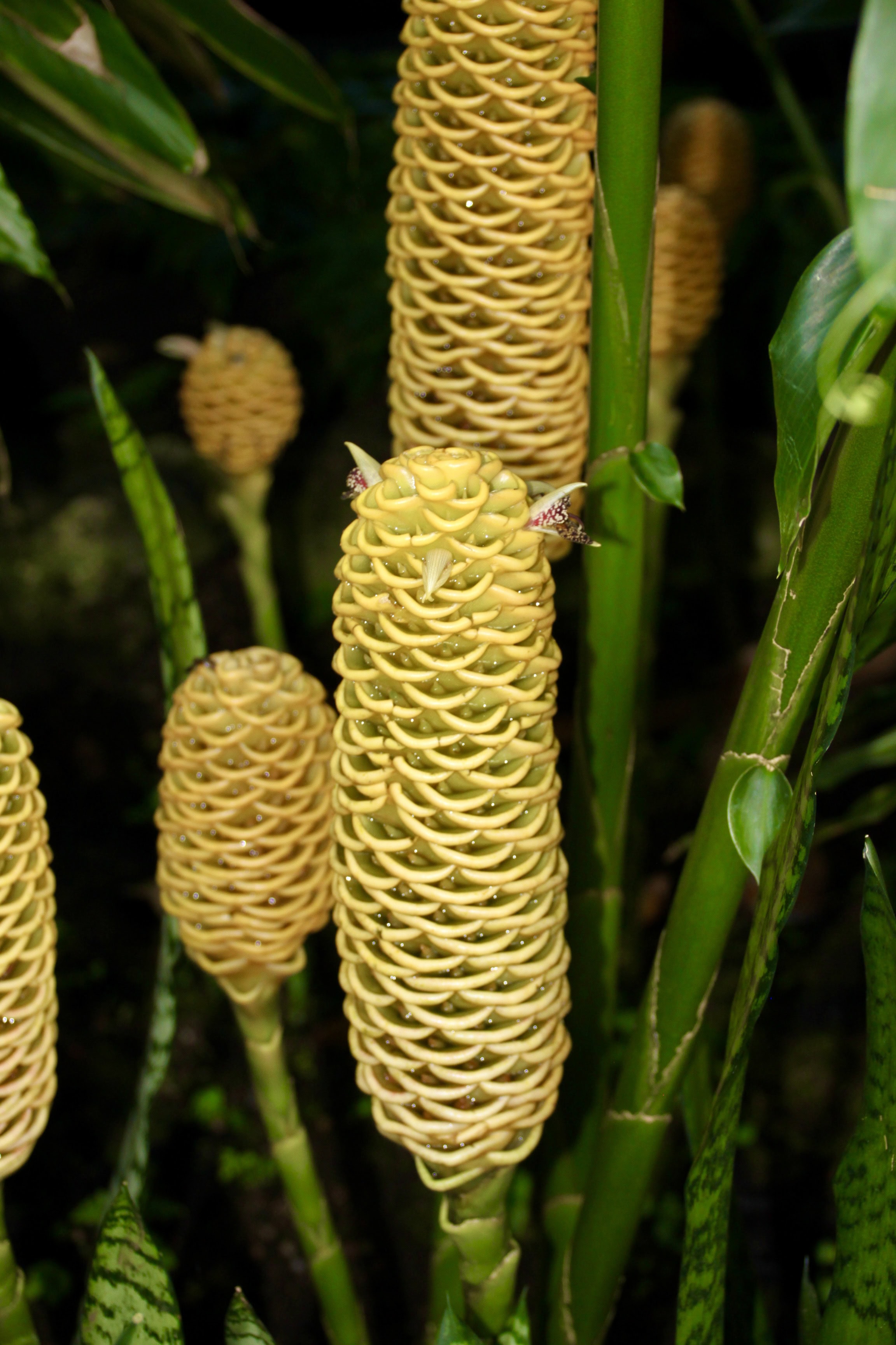 Ginger plant by Jez Braithwaite