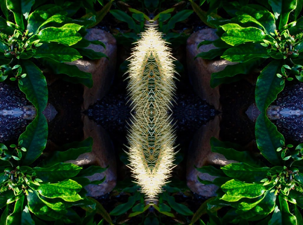 Cactus - Quad symmetry