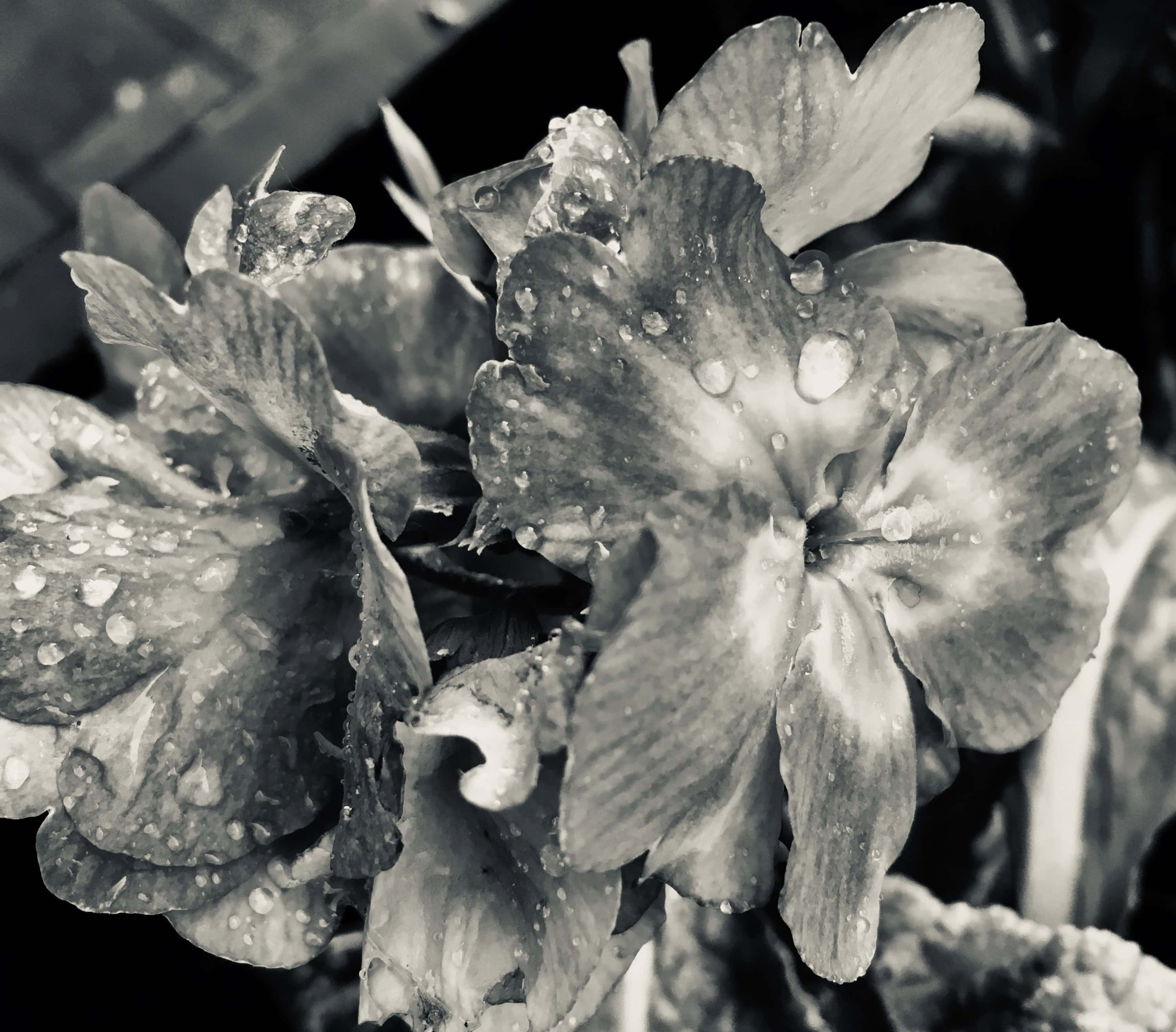 Primrose in silvertone